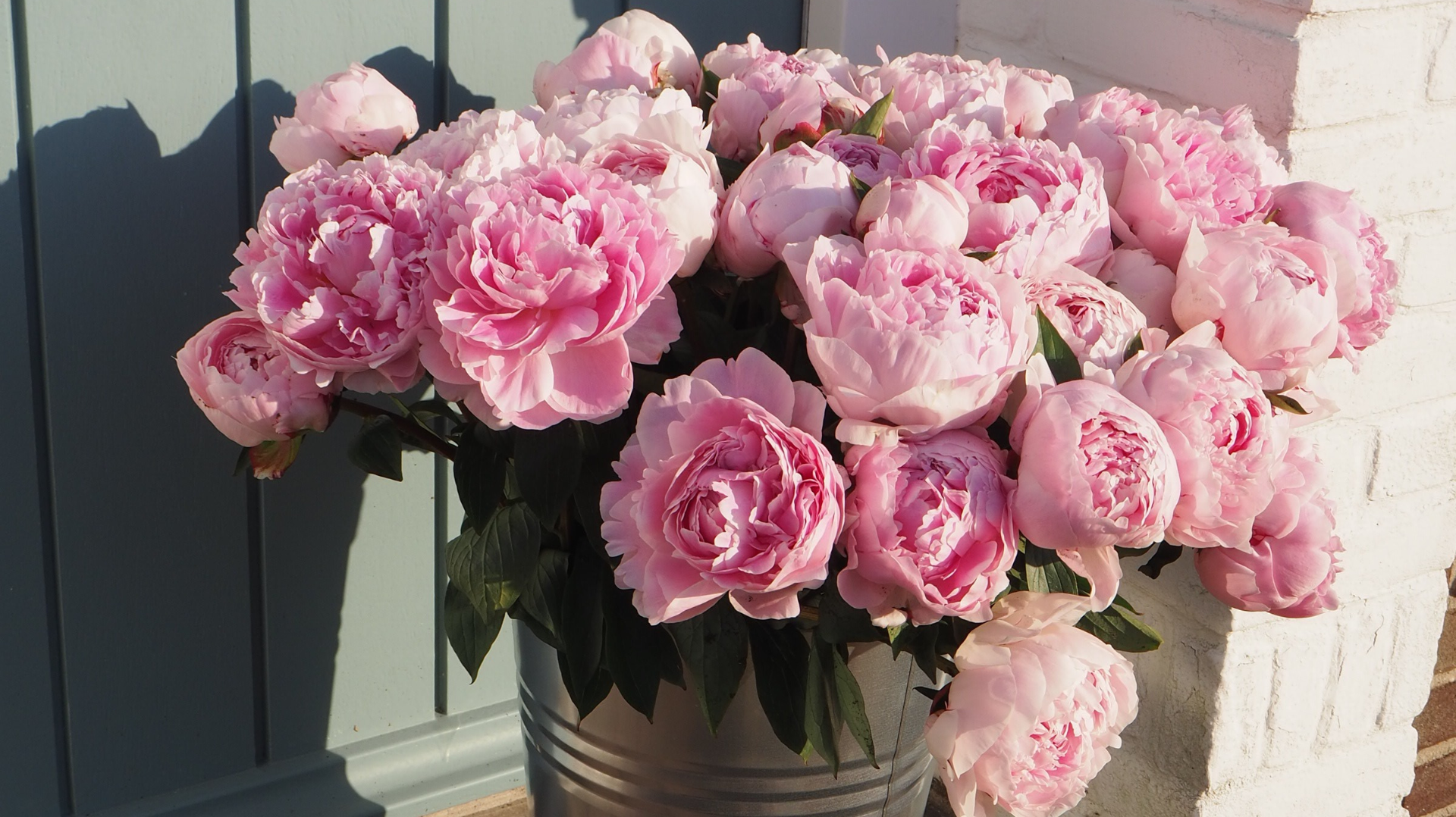 5 pioenrozen met een heerlijke geur