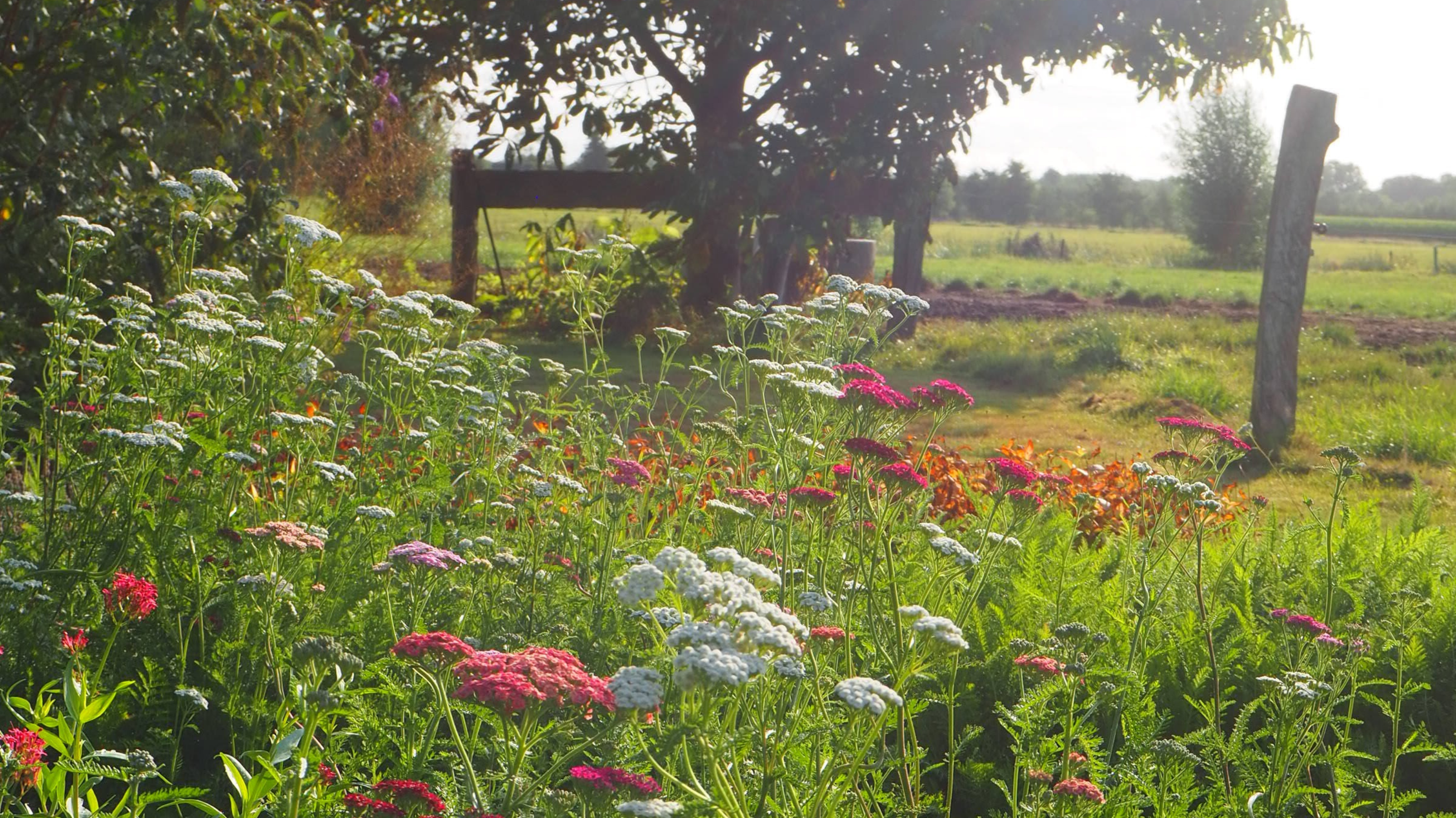 🌱 Inheemse toppers in de tuin: kleine helden met grote waarde
