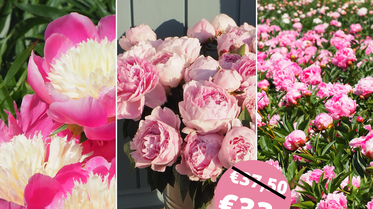 Roze pioenrozen pakket