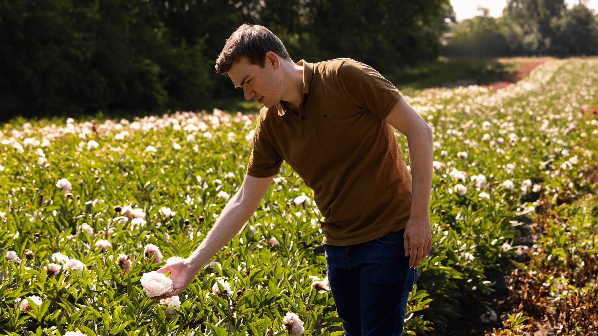 Pioenrozen: onderhoud & verzorging