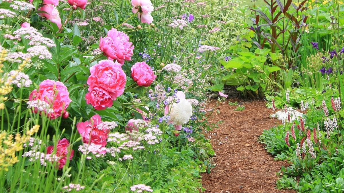 6 prachtige vaste planten die je met pioenrozen kunt combineren