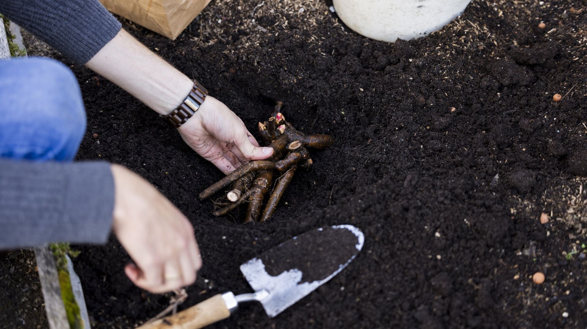 Pioenrozen planten in het najaar: dit is waarom