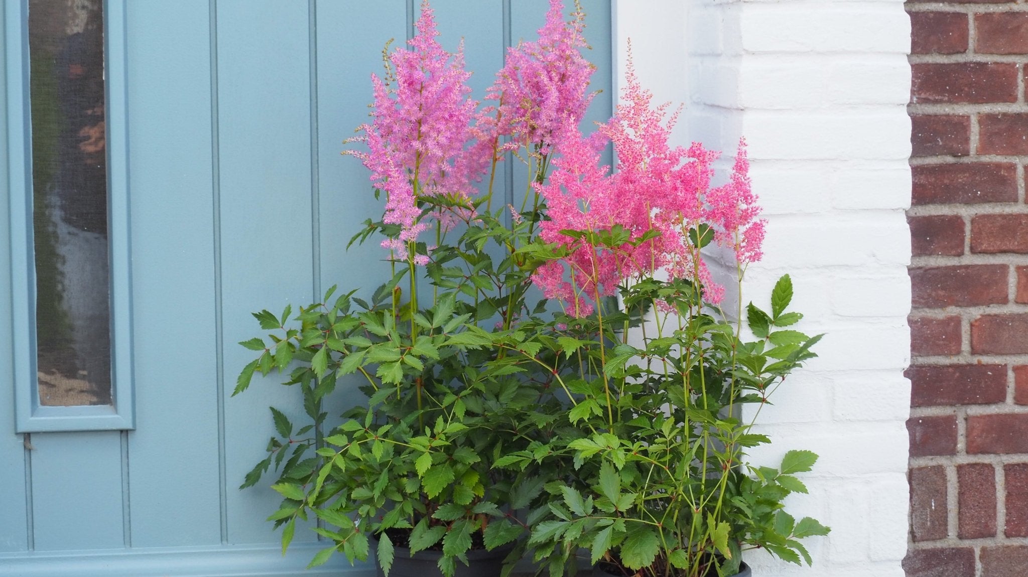 Is je tuin halfschaduw, schaduw of volle zon? - Clay & Roots