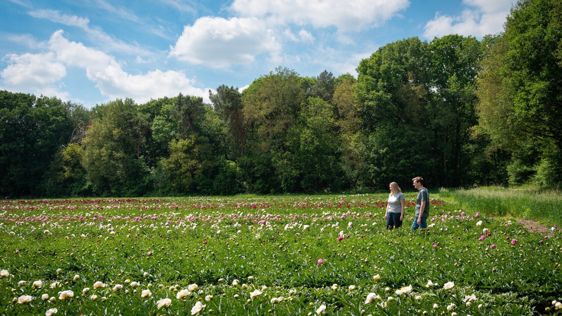 Vaste planten kopen bij de kweker - Clay & Roots