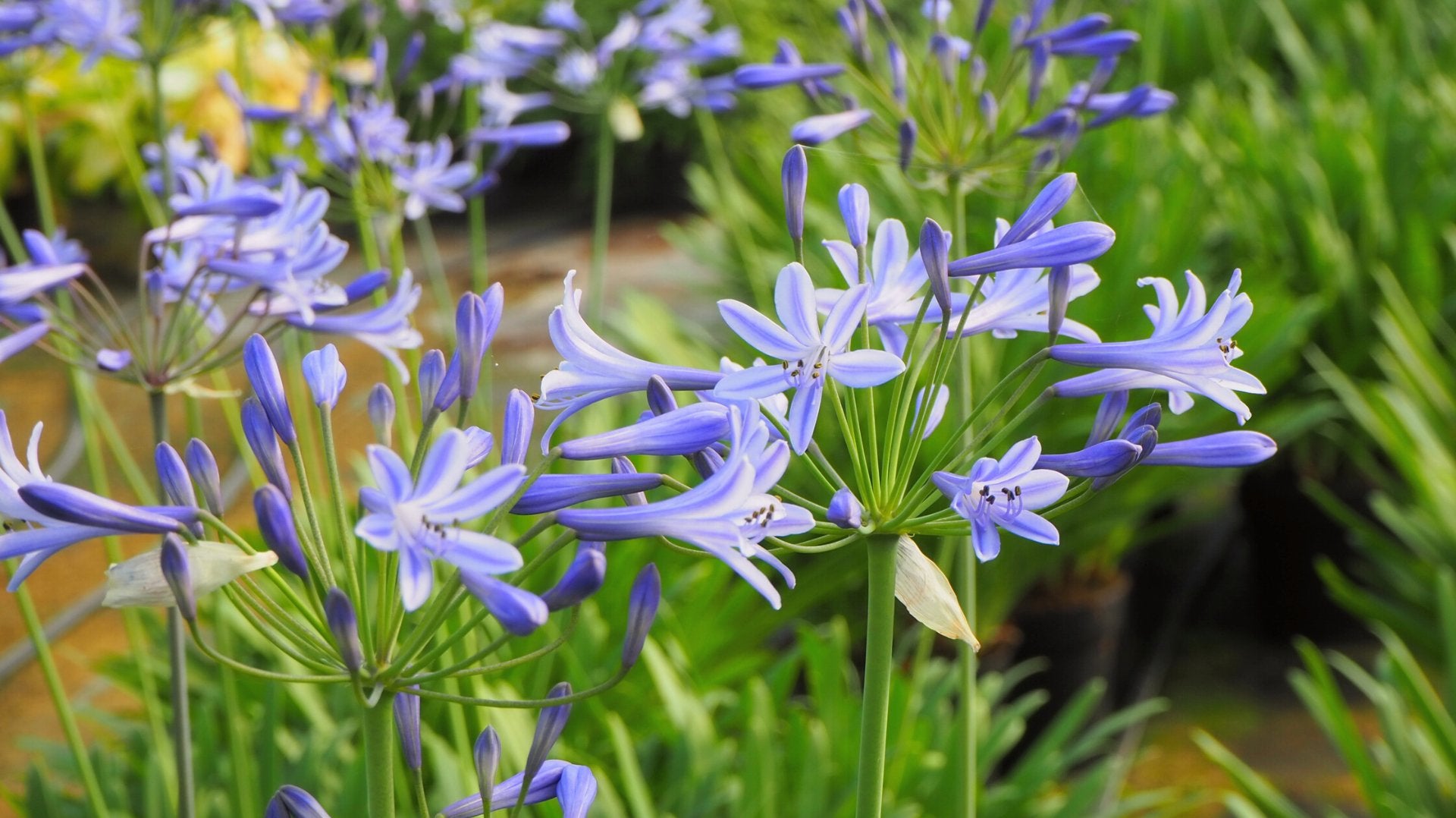 Verzorging van de Agapanthus - Clay & Roots