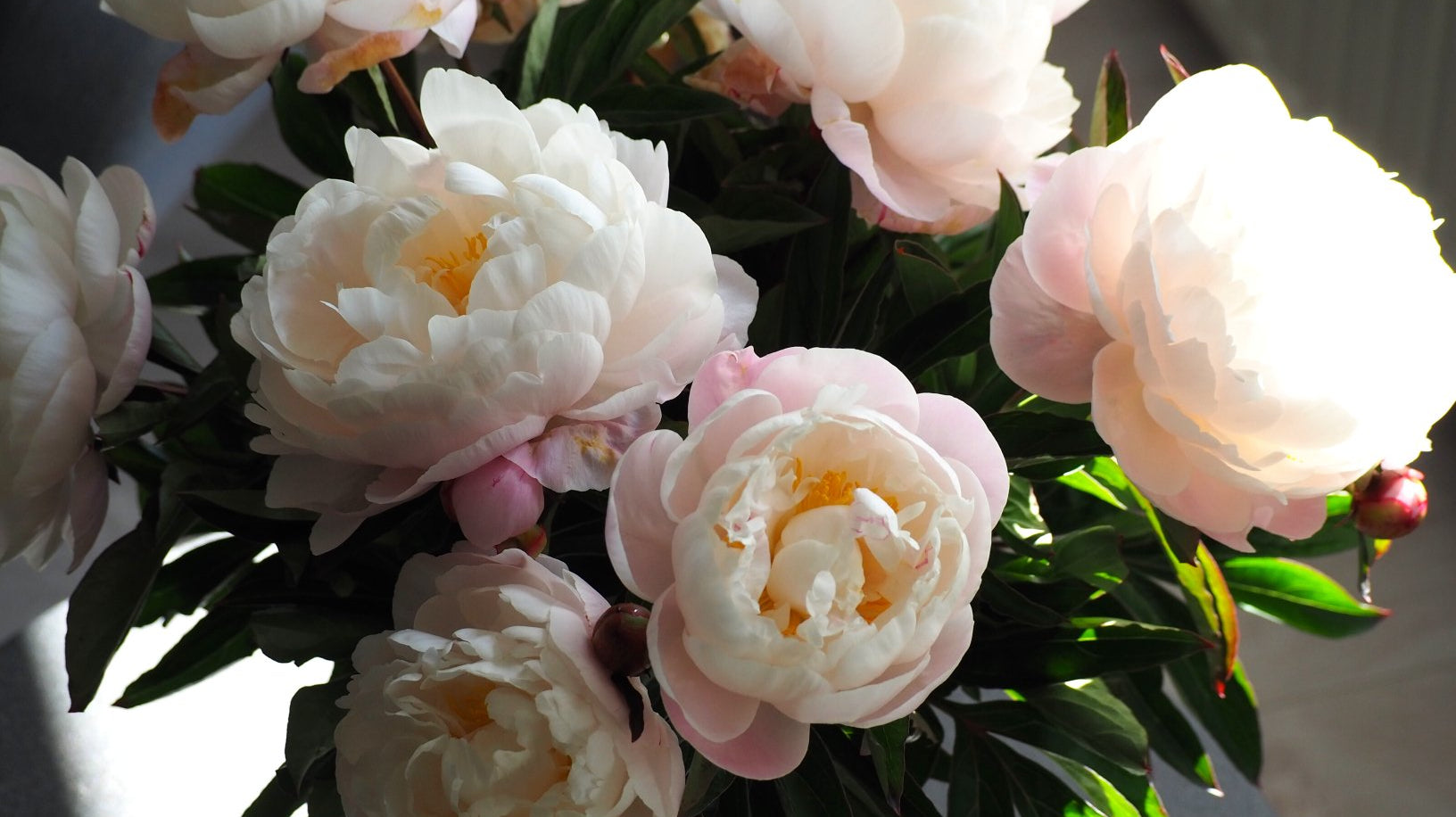 Vijf tips om een bloeiende pioenroos in jouw eigen tuin te krijgen! - Clay & Roots