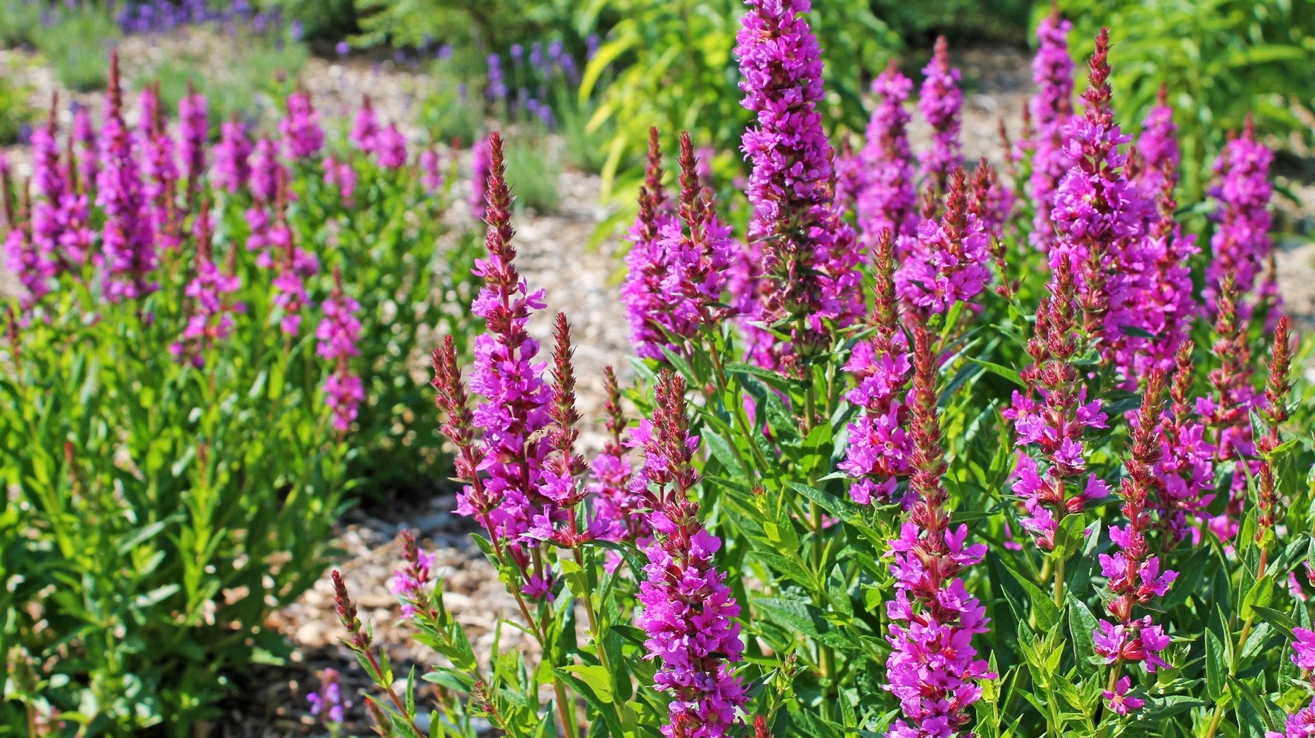 Wat zijn vaste planten? - Clay & Roots