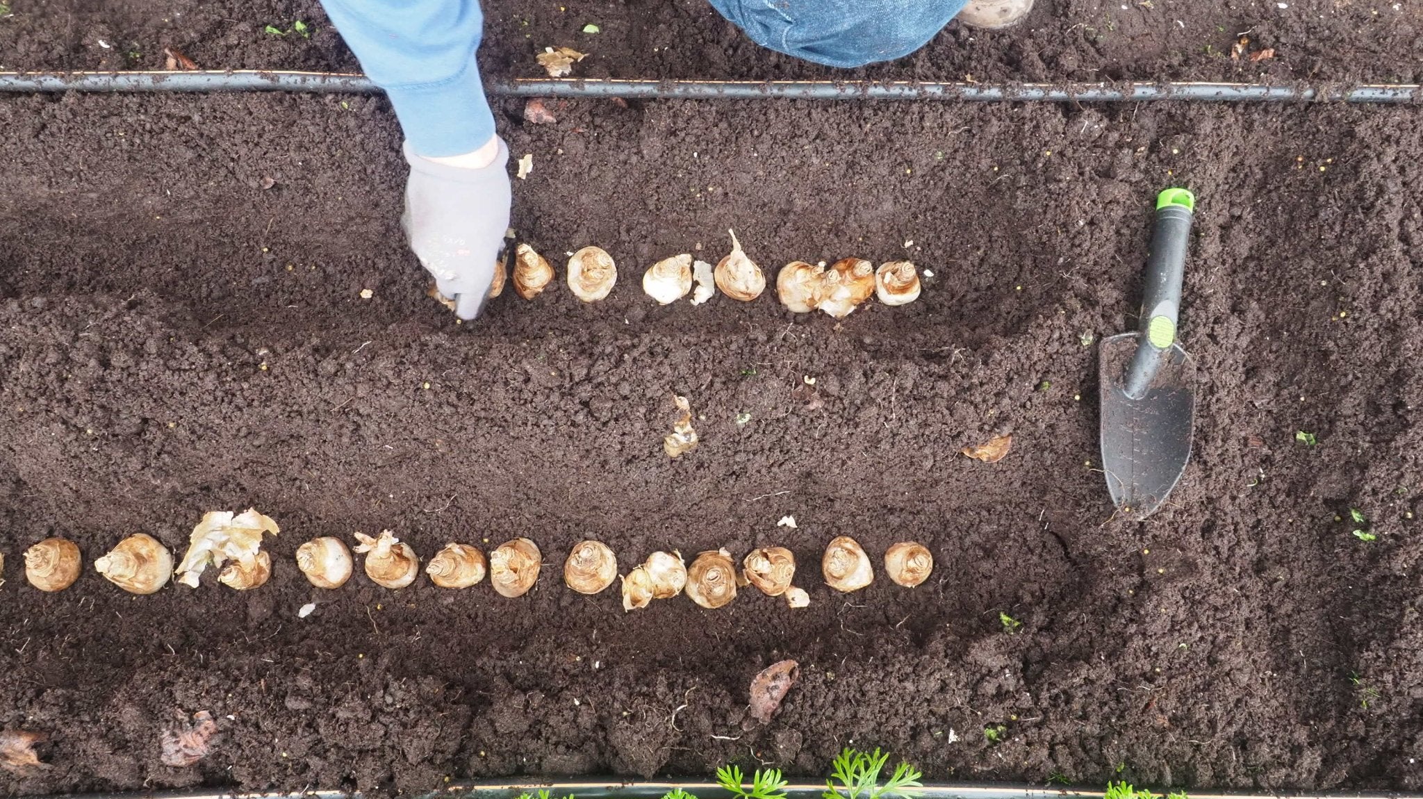 Wist je dat het najaar de beste tijd is om tuinplanten in de tuin te planten? - Clay & Roots