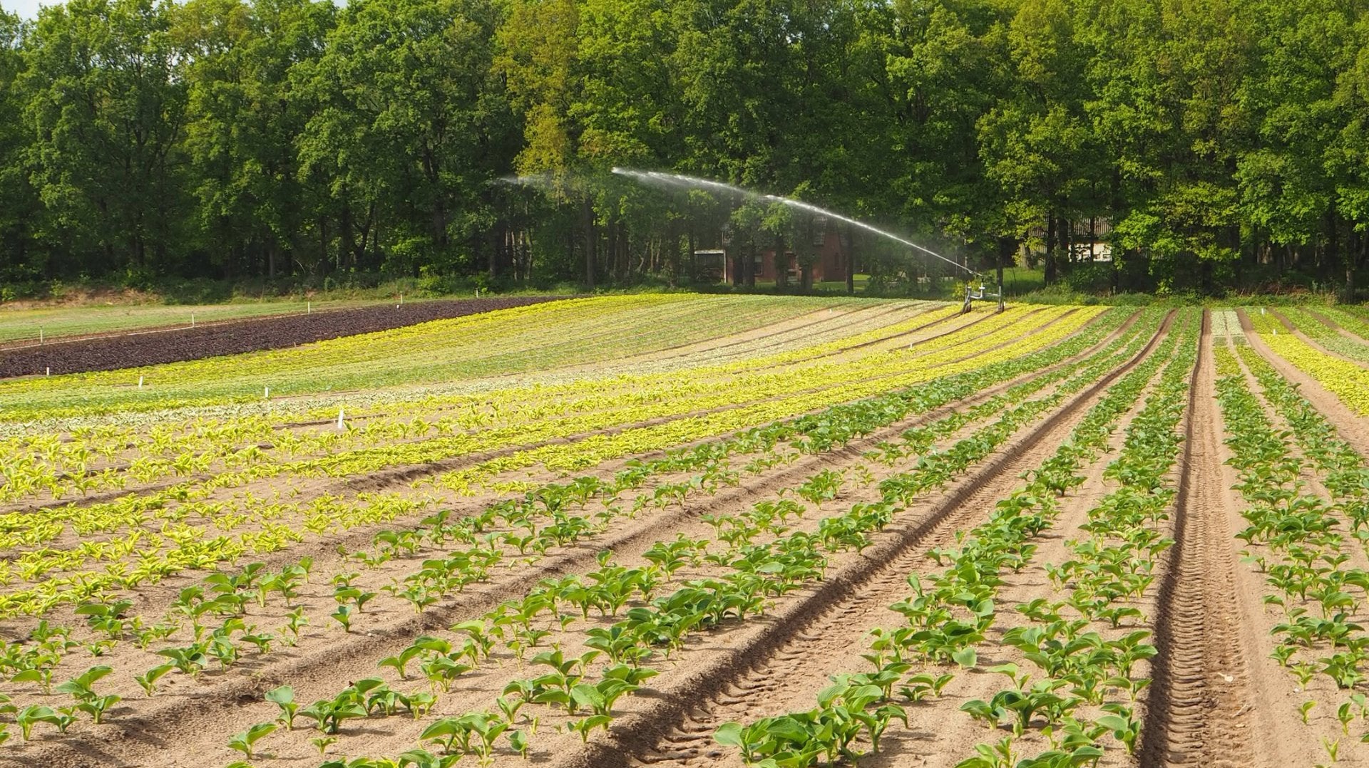 Zo help je je vaste planten de warmte door - Clay & Roots