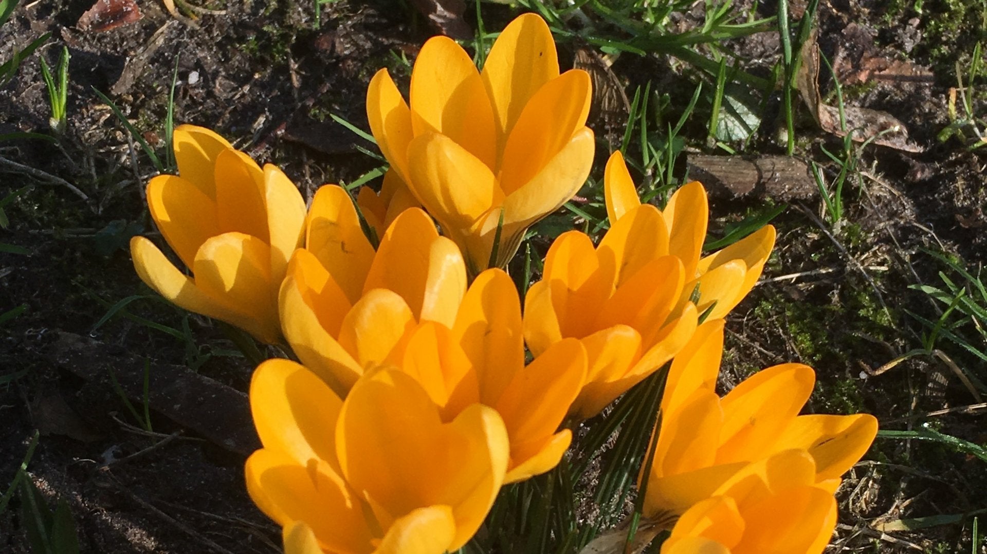 Zo maak je je tuin klaar voor de lente in maart - Clay & Roots