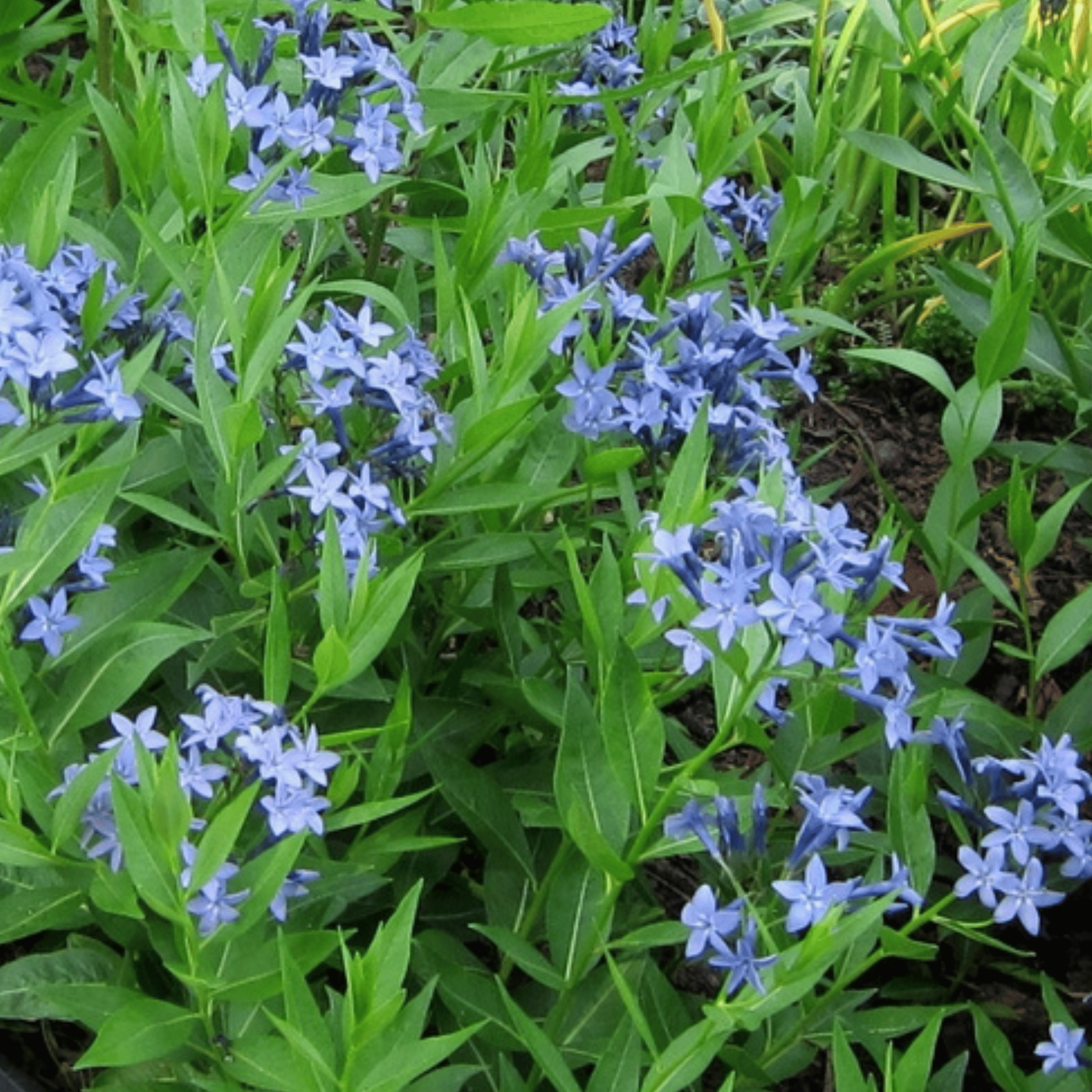 Amsonia - Blauwe ster