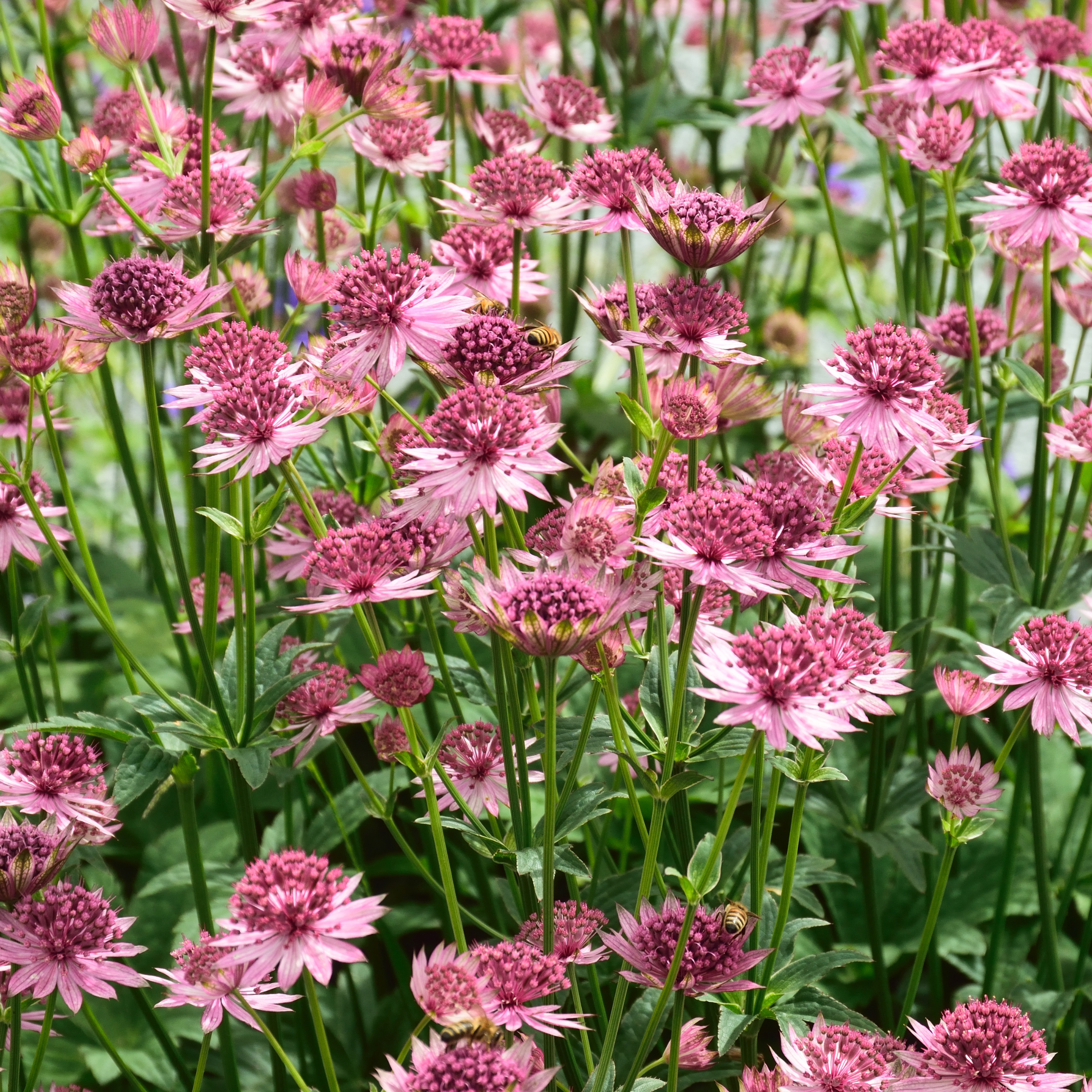 Astrantia - Zeeuws knoopje