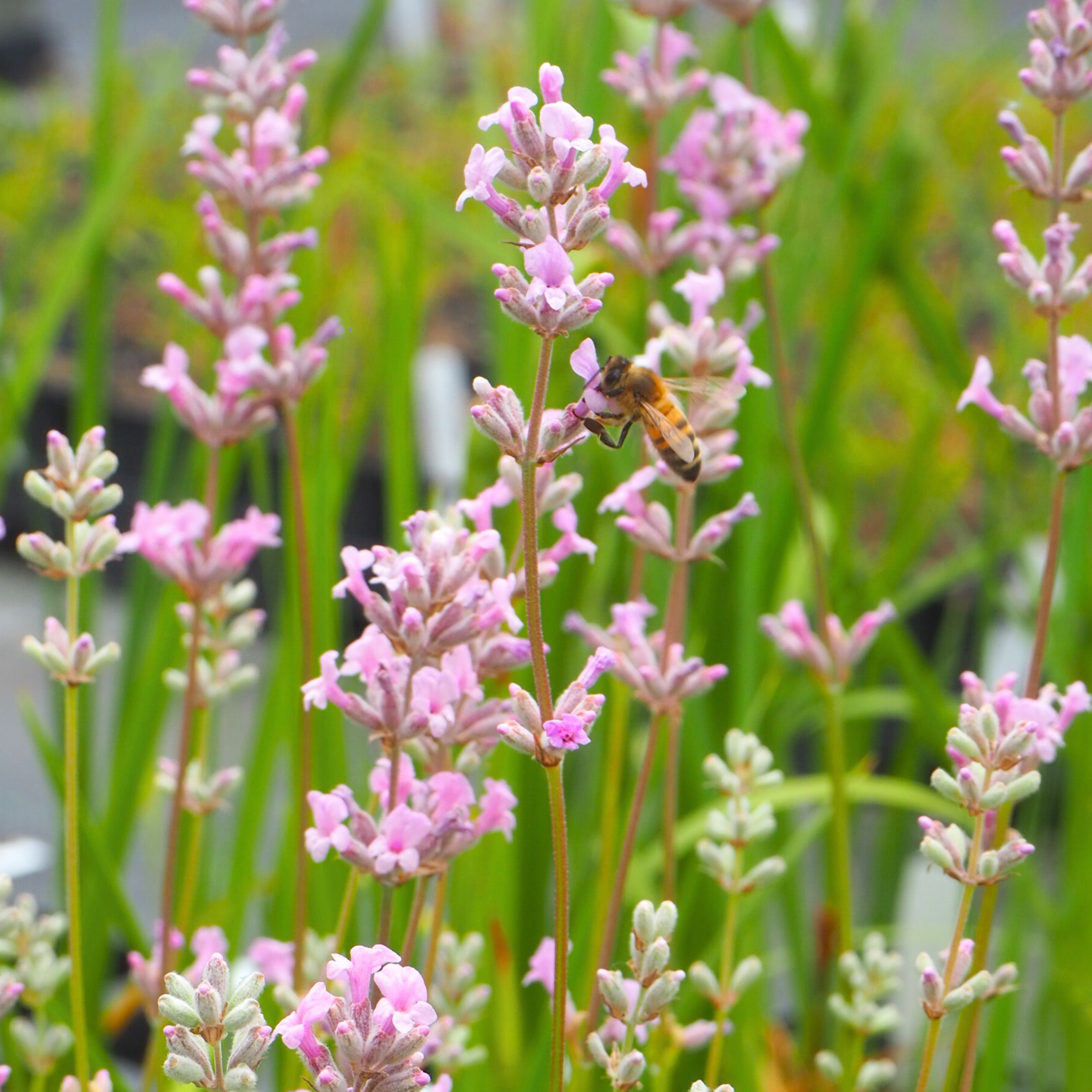 Lavandula - Lavendel