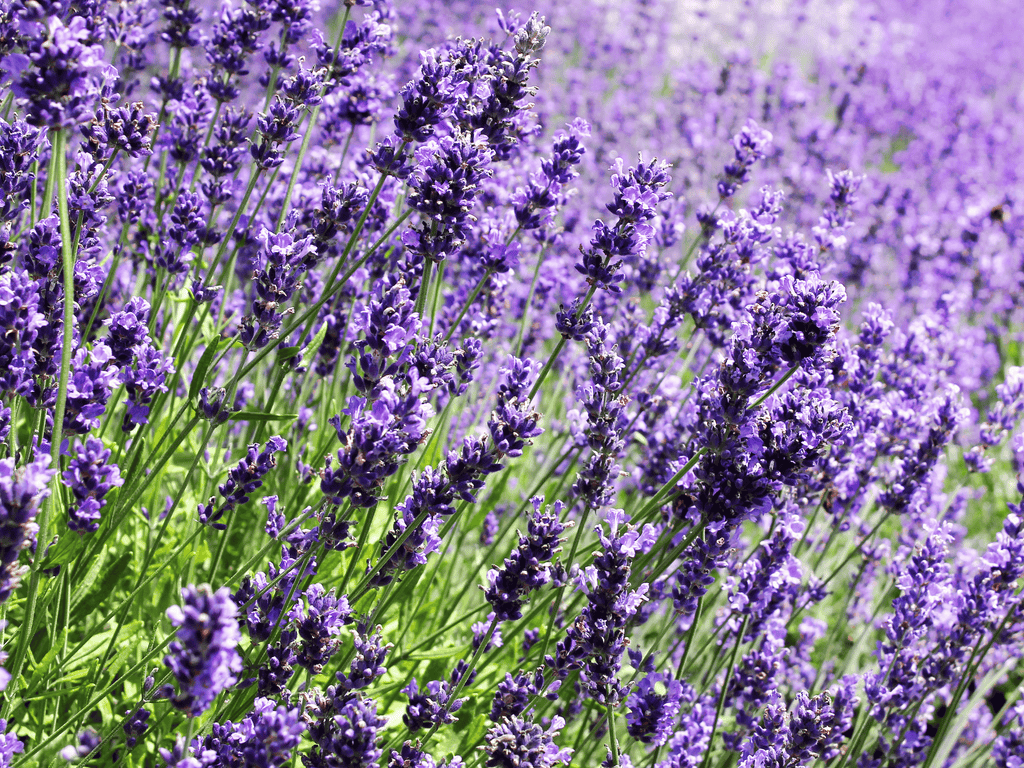 Lavendula - Lavendel