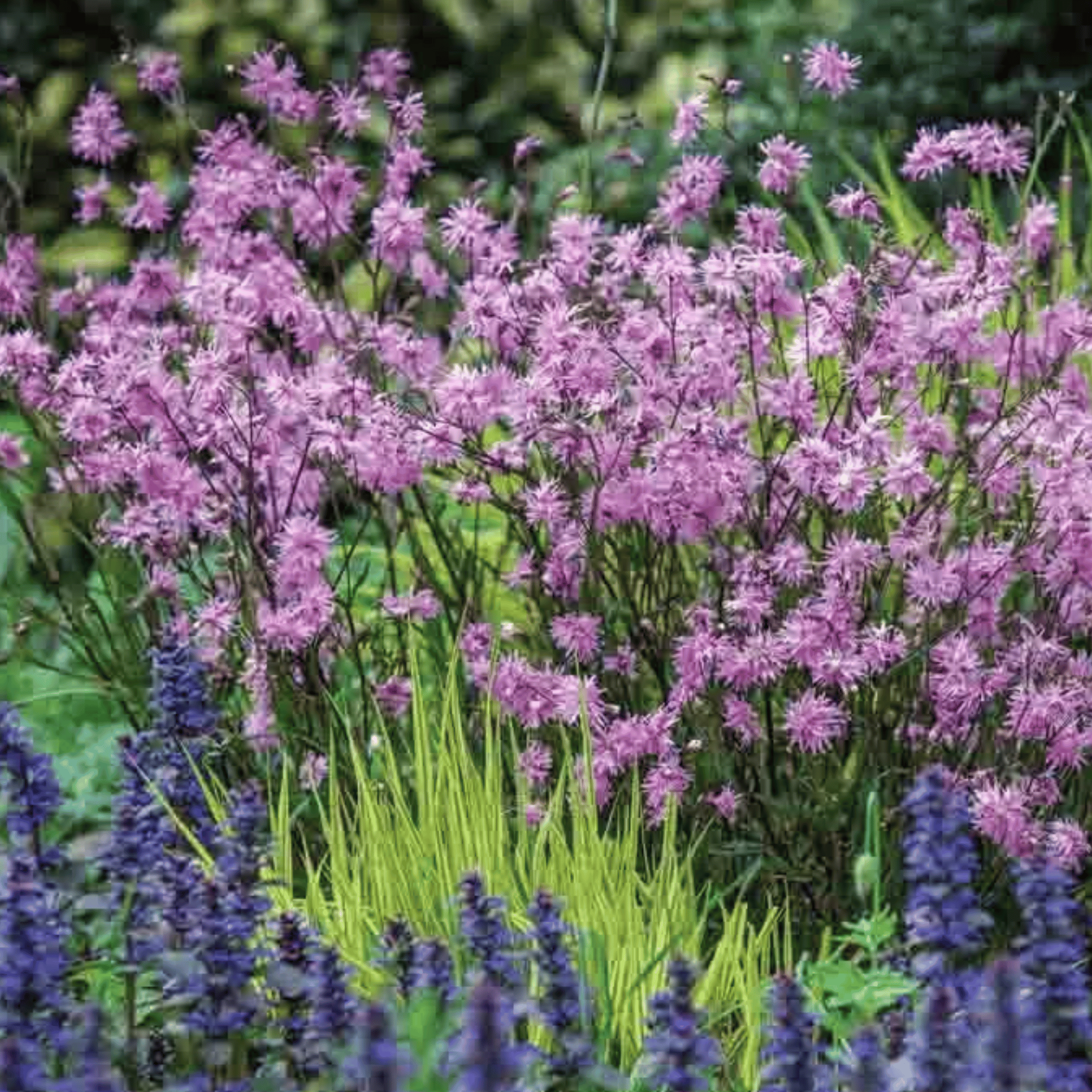 Lychnis - Echte koekoeksbloem