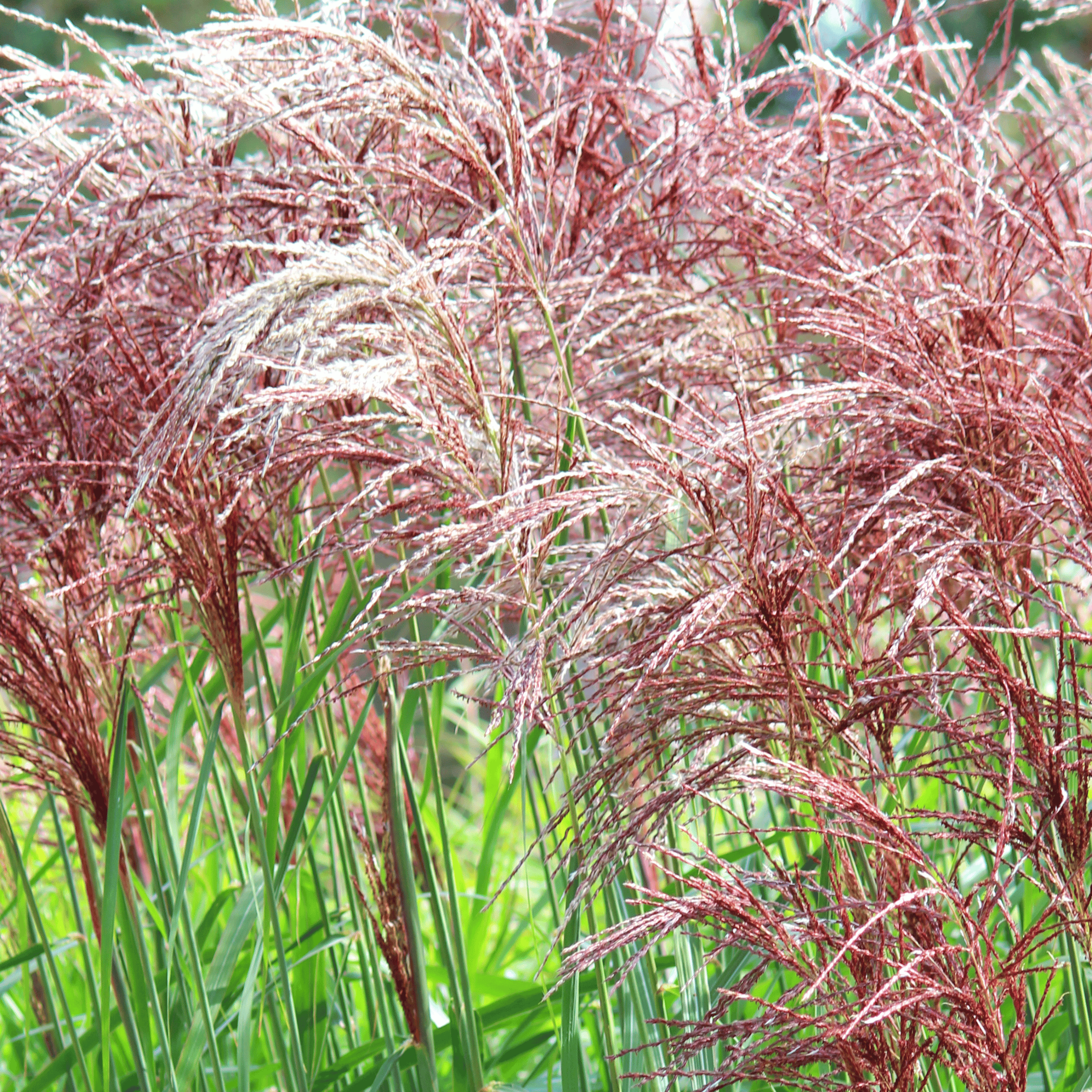 Miscanthus - Prachtriet