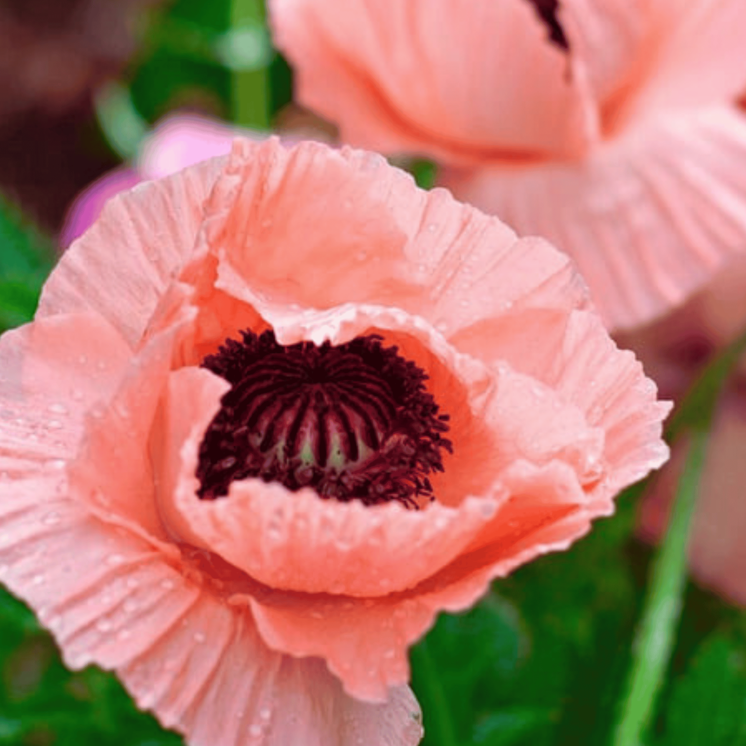 Papaver - Slaapbol