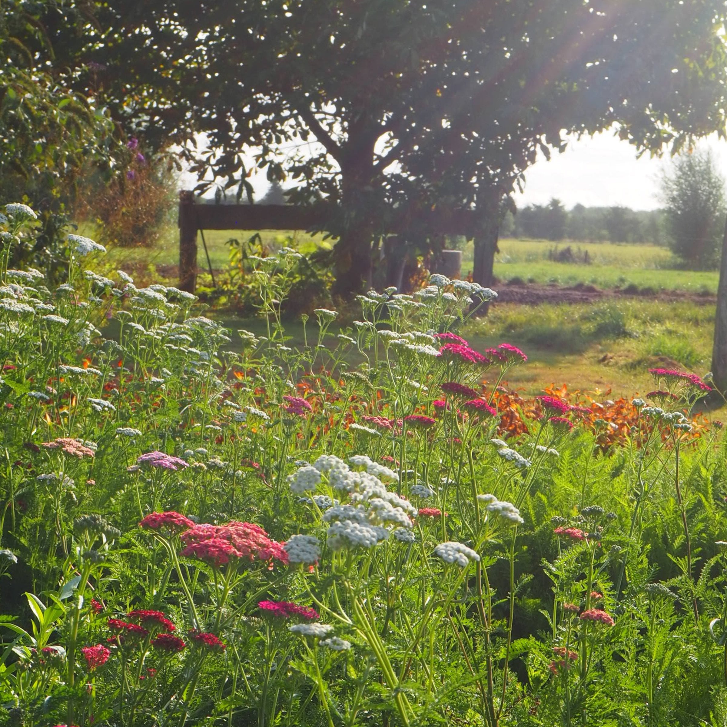 Achillea - Clay & Roots