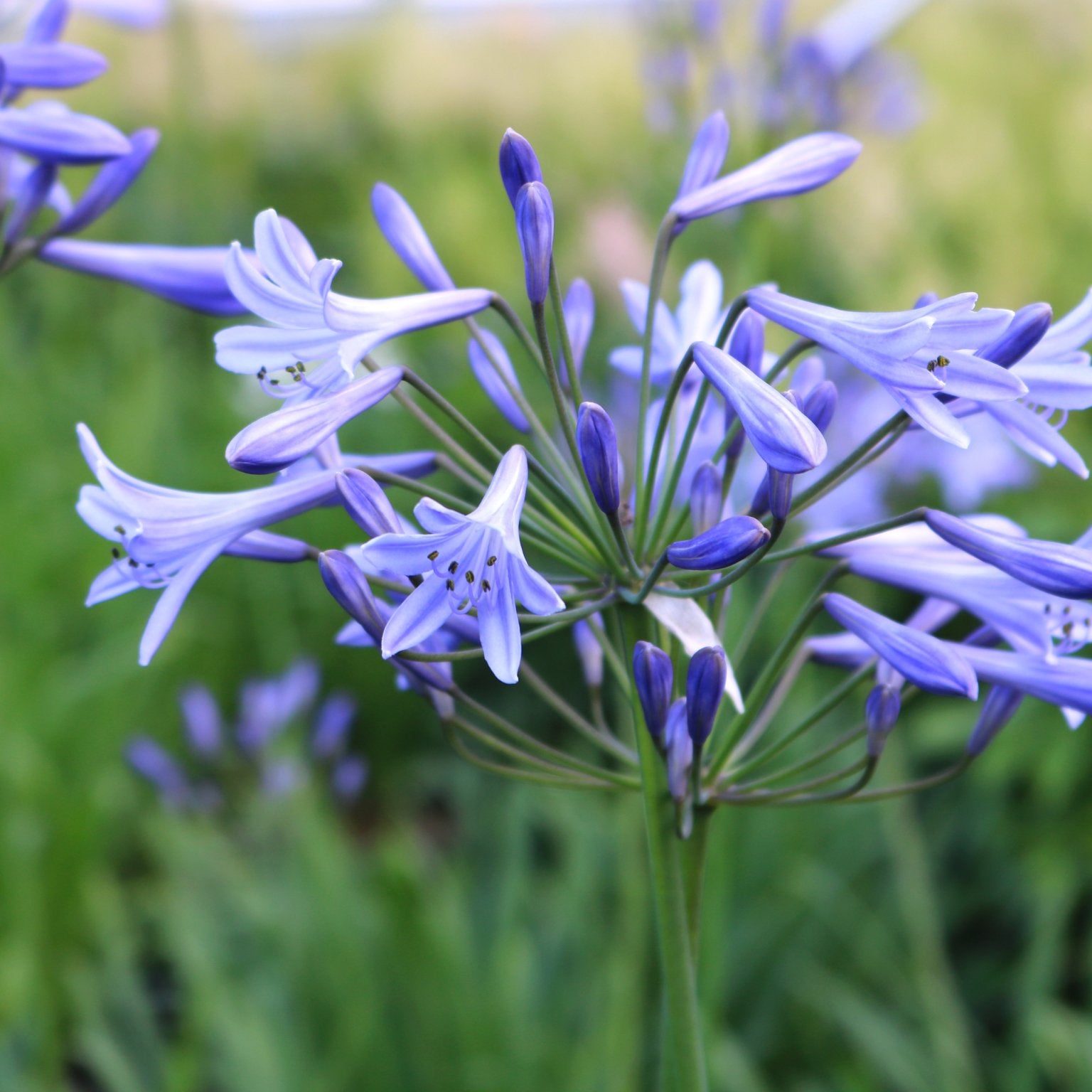 Agapanthus - Afrikaanse Lelie - Clay & Roots