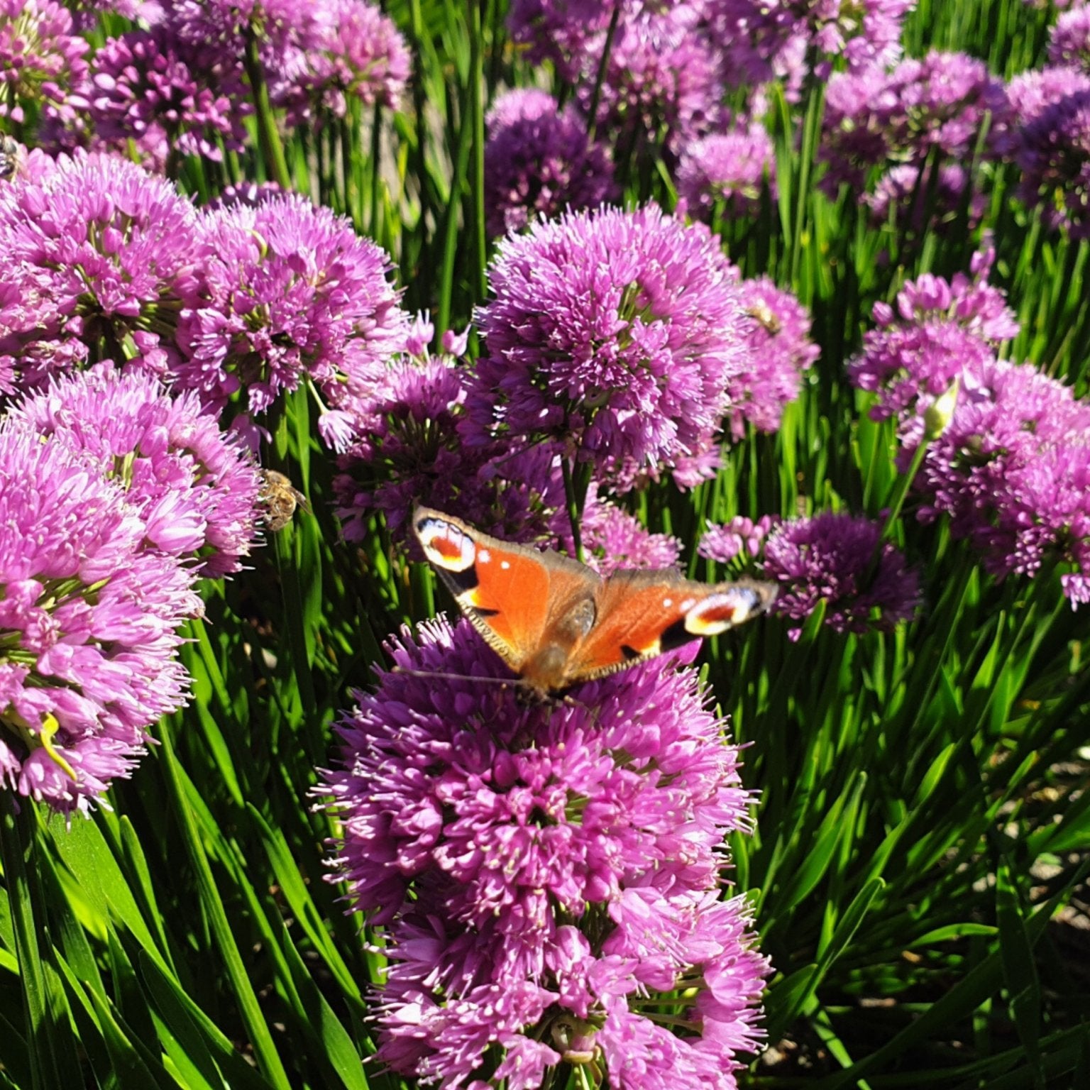 Allium - Clay & Roots