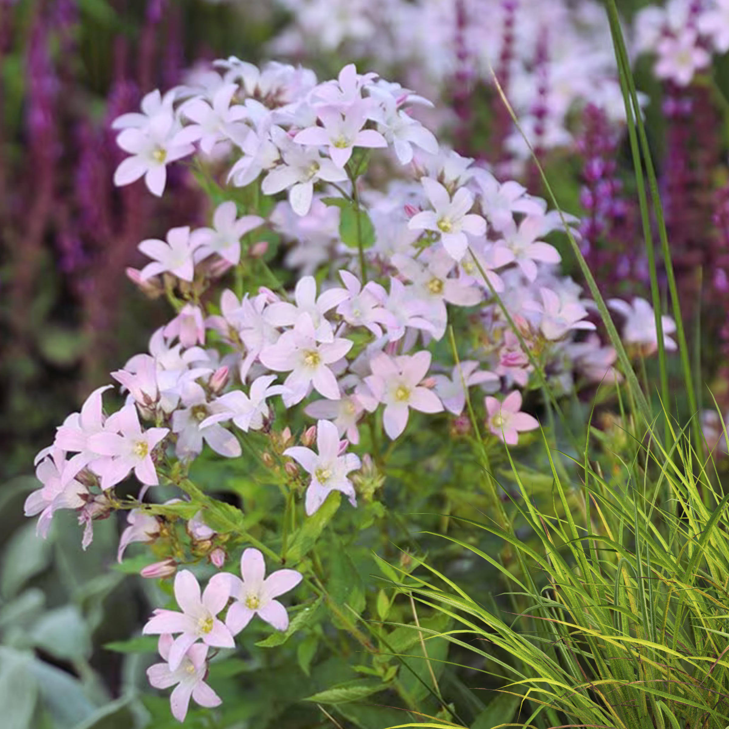Campanula - Klokjesbloem