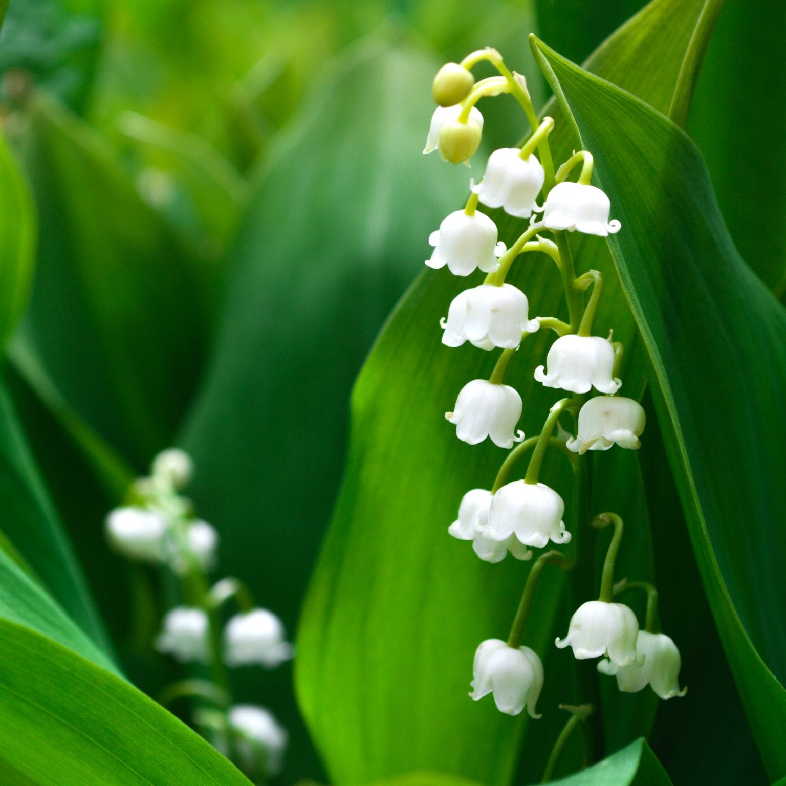 Convallaria Majalis - Clay & Roots