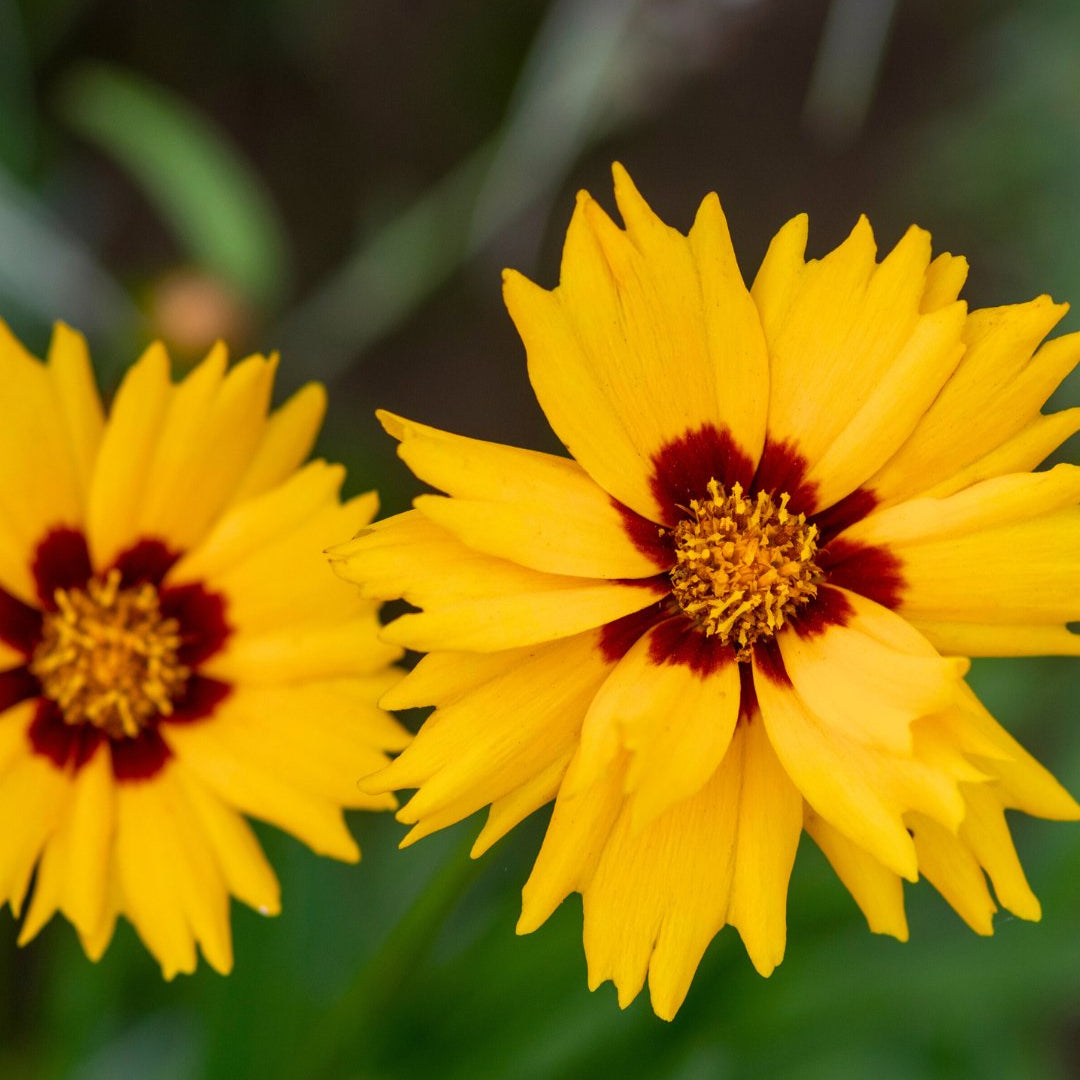 Coreopsis - Clay & Roots