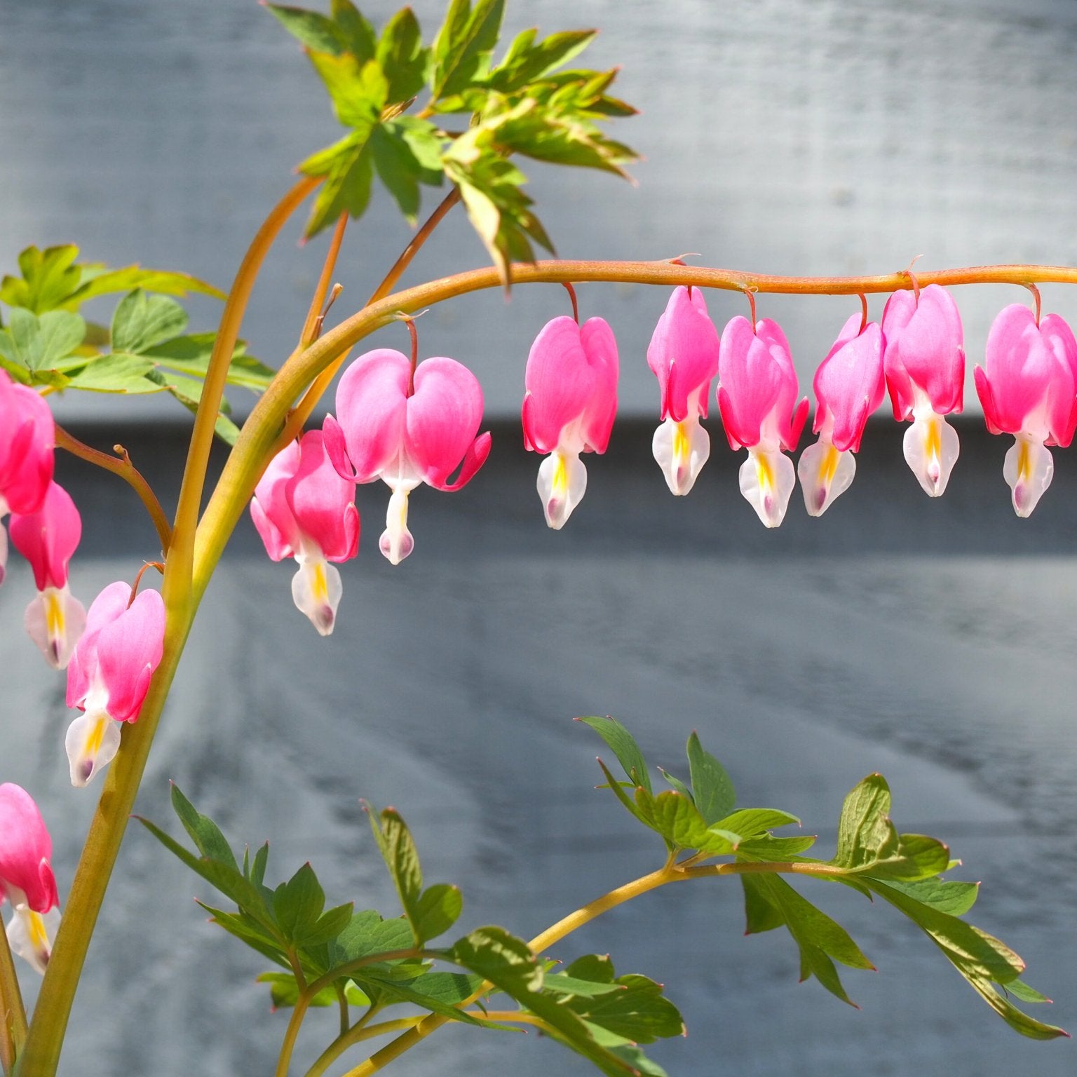 Dicentra (Lamprocapnos) - Clay & Roots