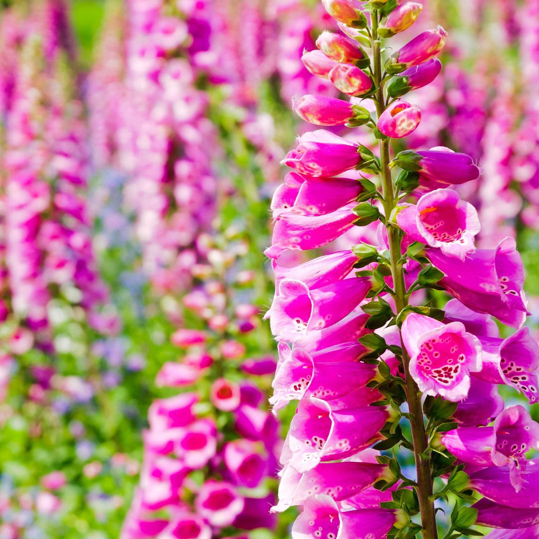 Digitalis Purpurea - Clay & Roots