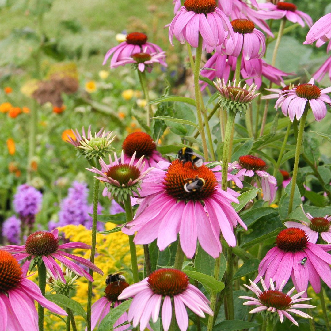 Echanicea - Clay & Roots