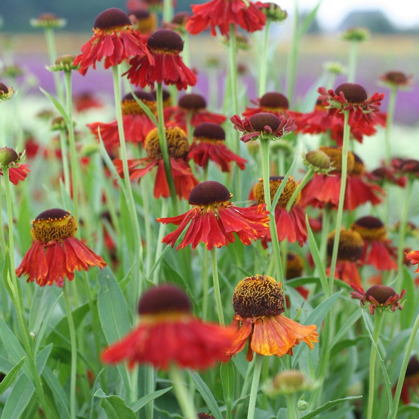 Helenium - Clay & Roots