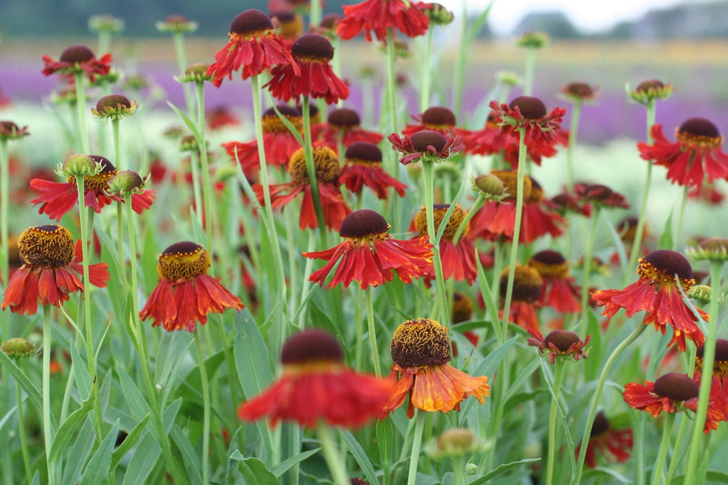 Helenium - Clay & Roots
