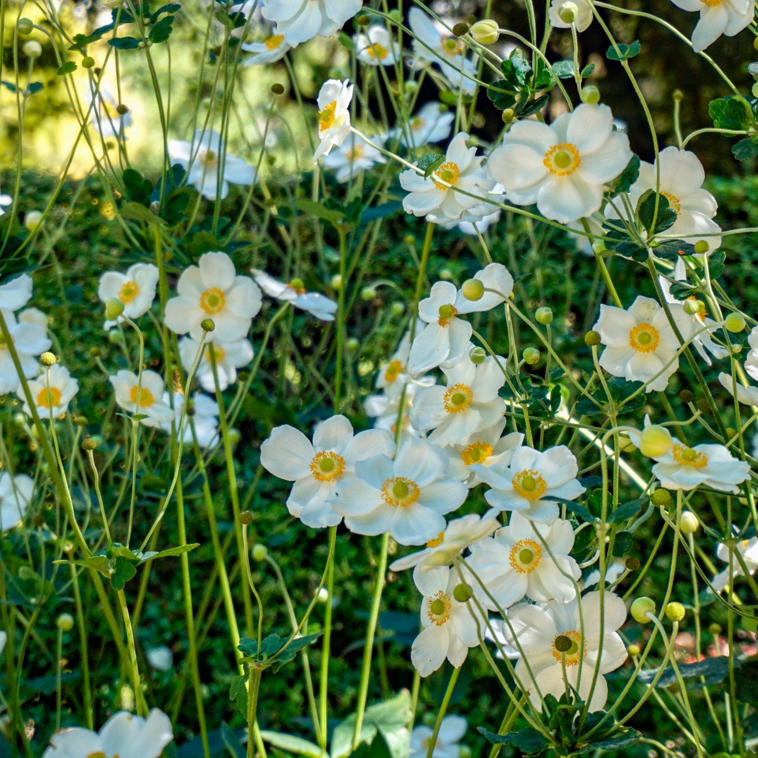 Herfstanemoon - Clay & Roots