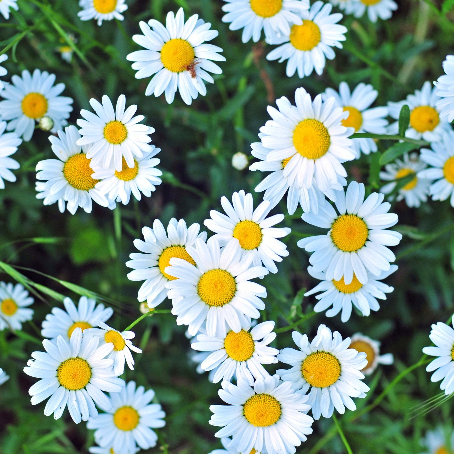 Leucanthemum - Clay & Roots