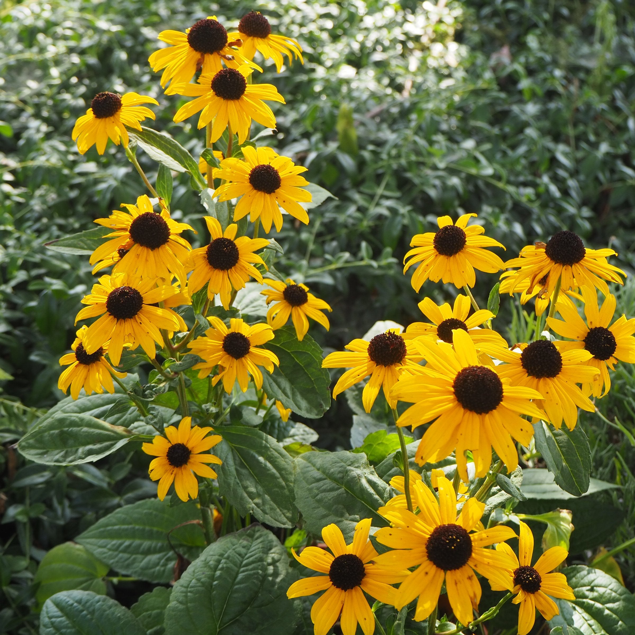 Rudbeckia - Clay & Roots