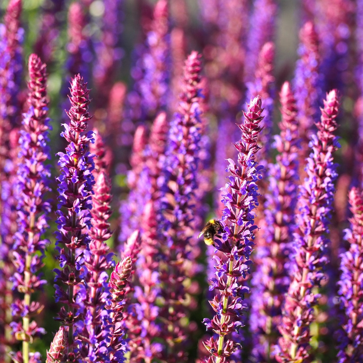 Salvia - Clay & Roots