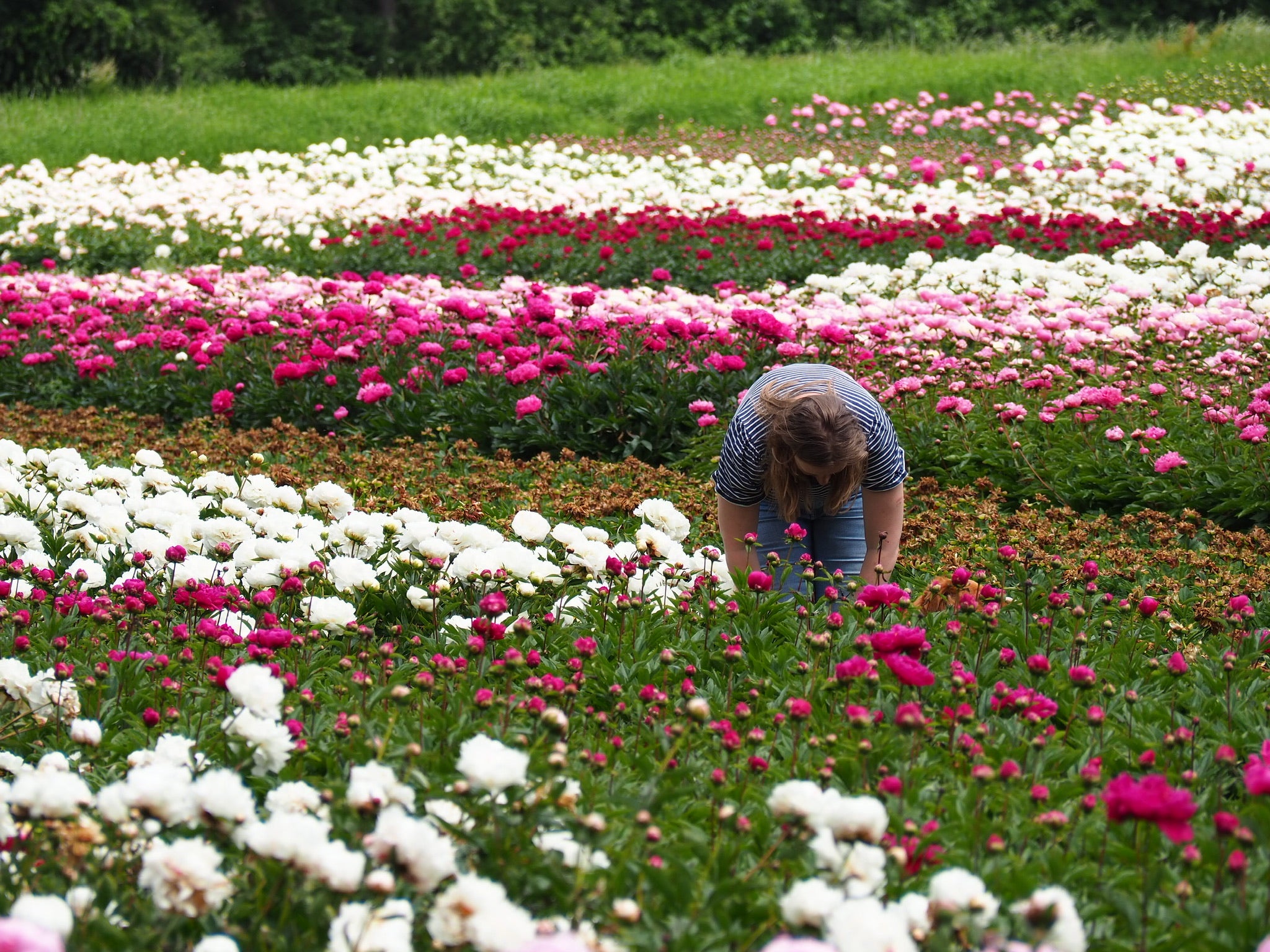Pioenrozenveld met kweker aan het werk