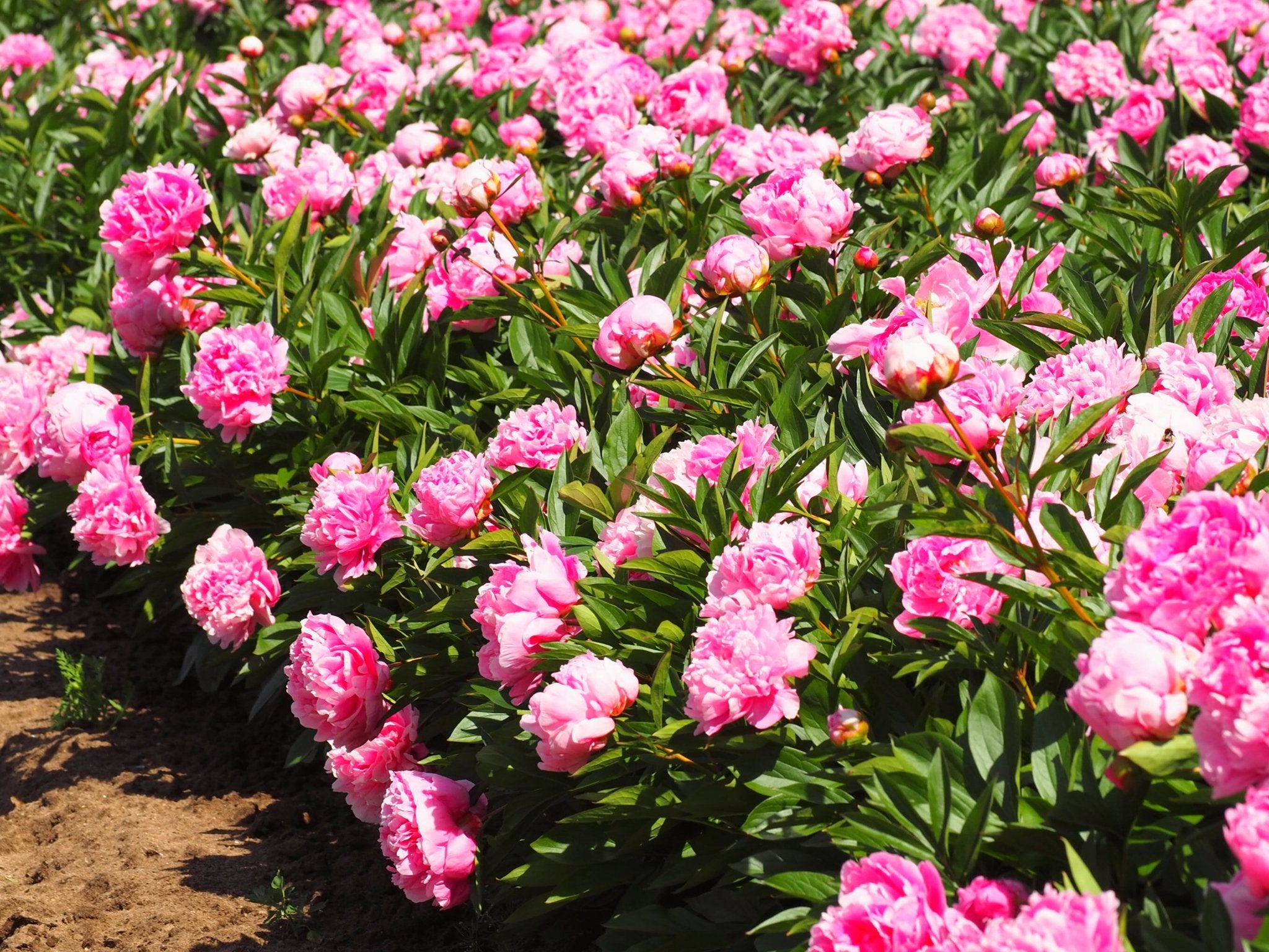 Pioenroos Alexander Fleming - XL wortelknol - Clay & Roots - van de kwekerij