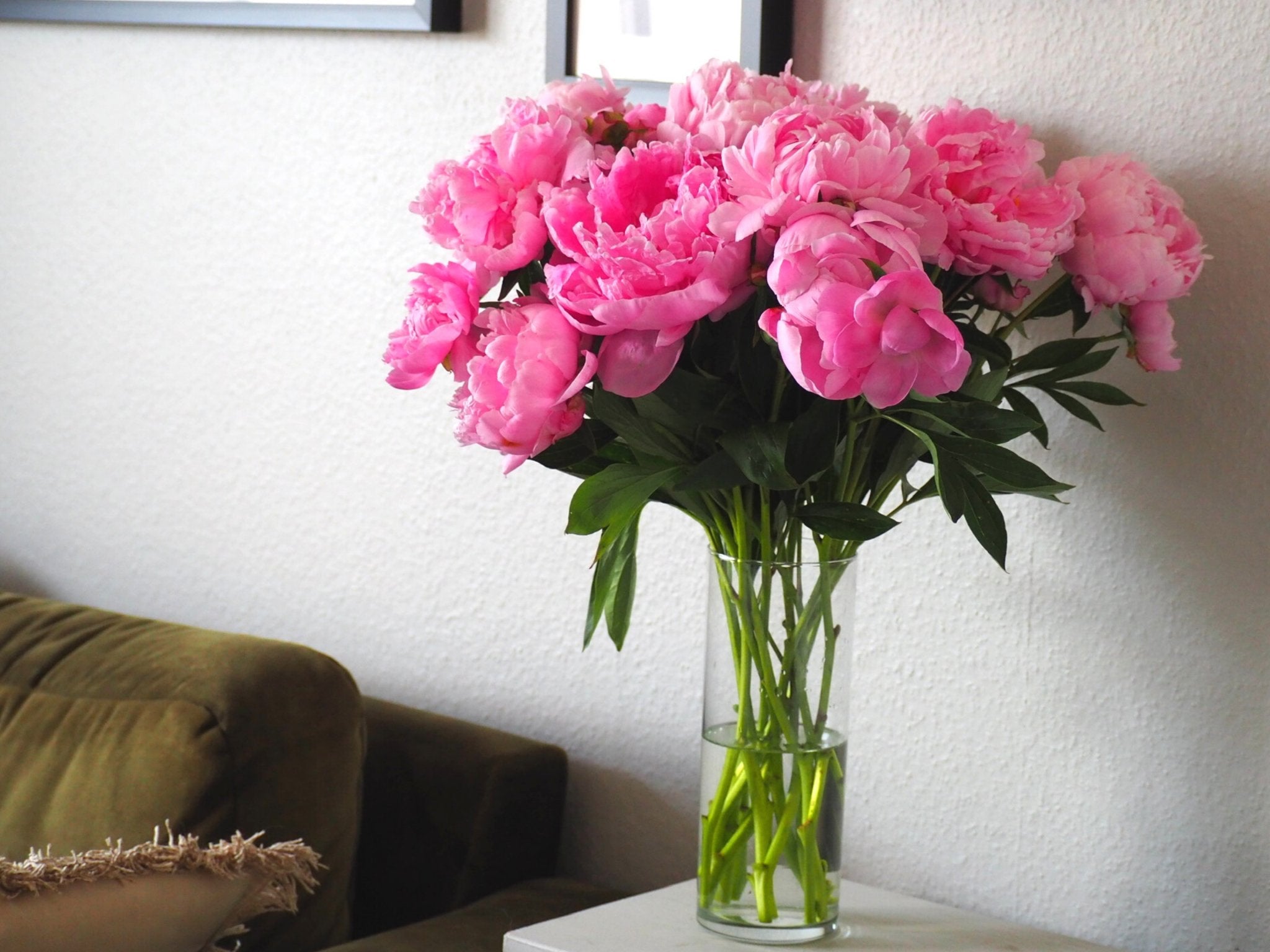 Pioenroos Alexander Fleming - XL wortelknol - Clay & Roots - van de kwekerij