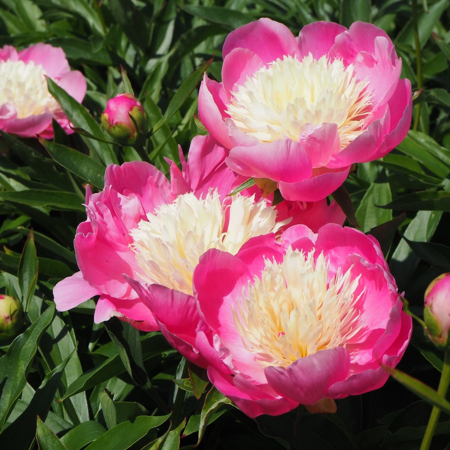 Pioenroos Bowl of Beauty - XL wortelknol - Clay & Roots - van de kwekerij