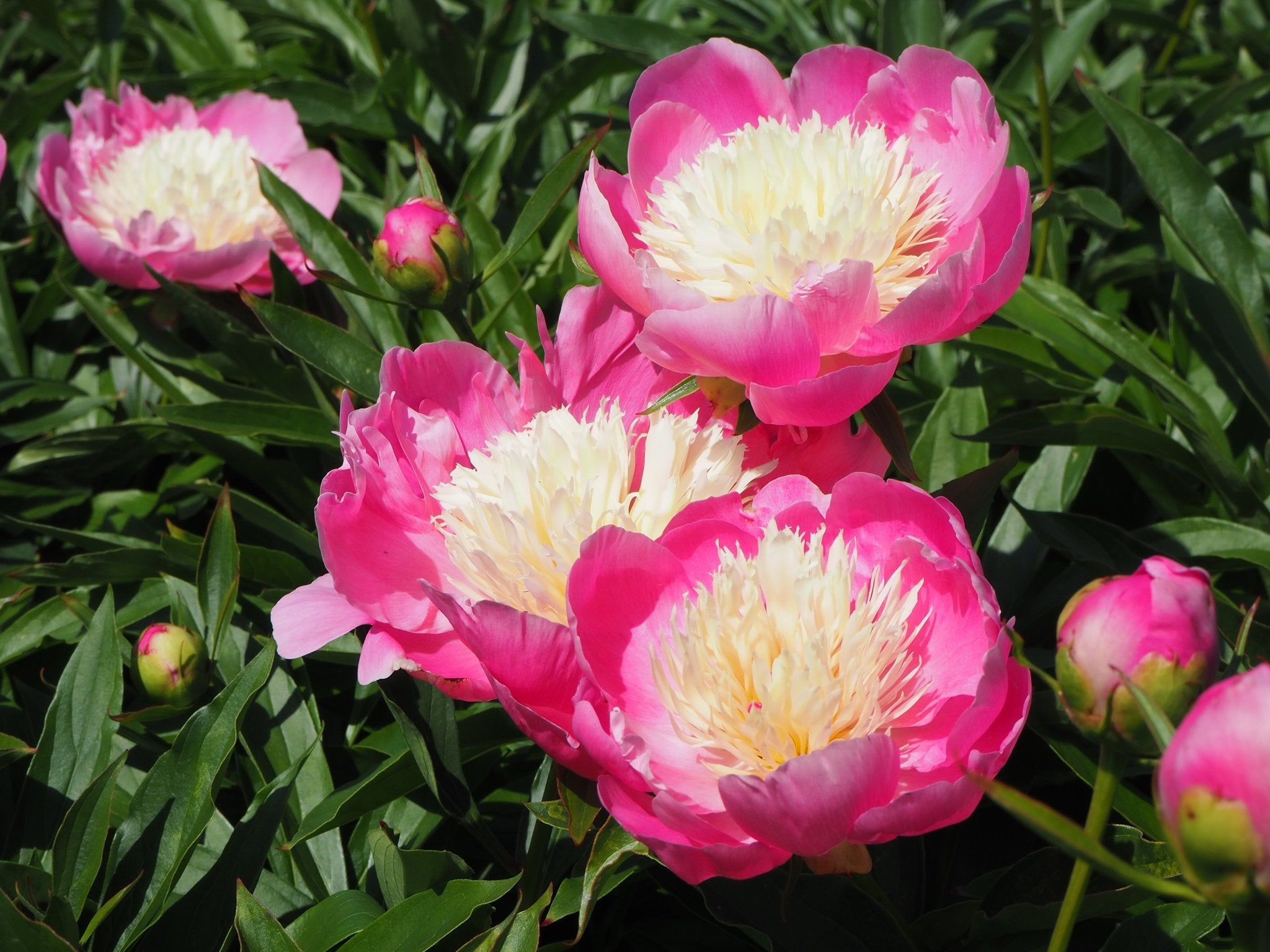 Pioenroos Bowl of Beauty - XL wortelknol - Clay & Roots - van de kwekerij