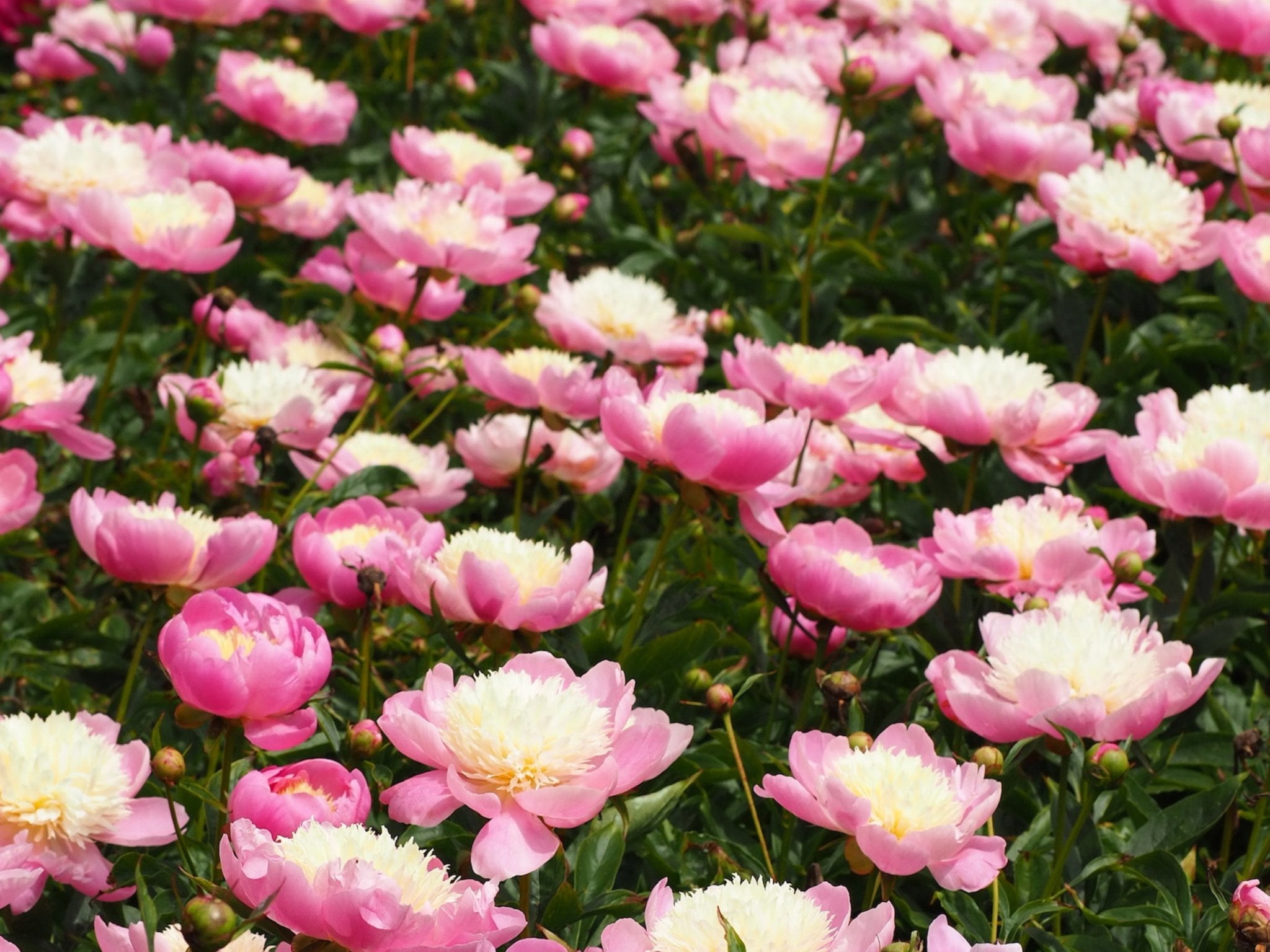 Pioenroos Bowl of Beauty - XL wortelknol - Clay & Roots - van de kwekerij