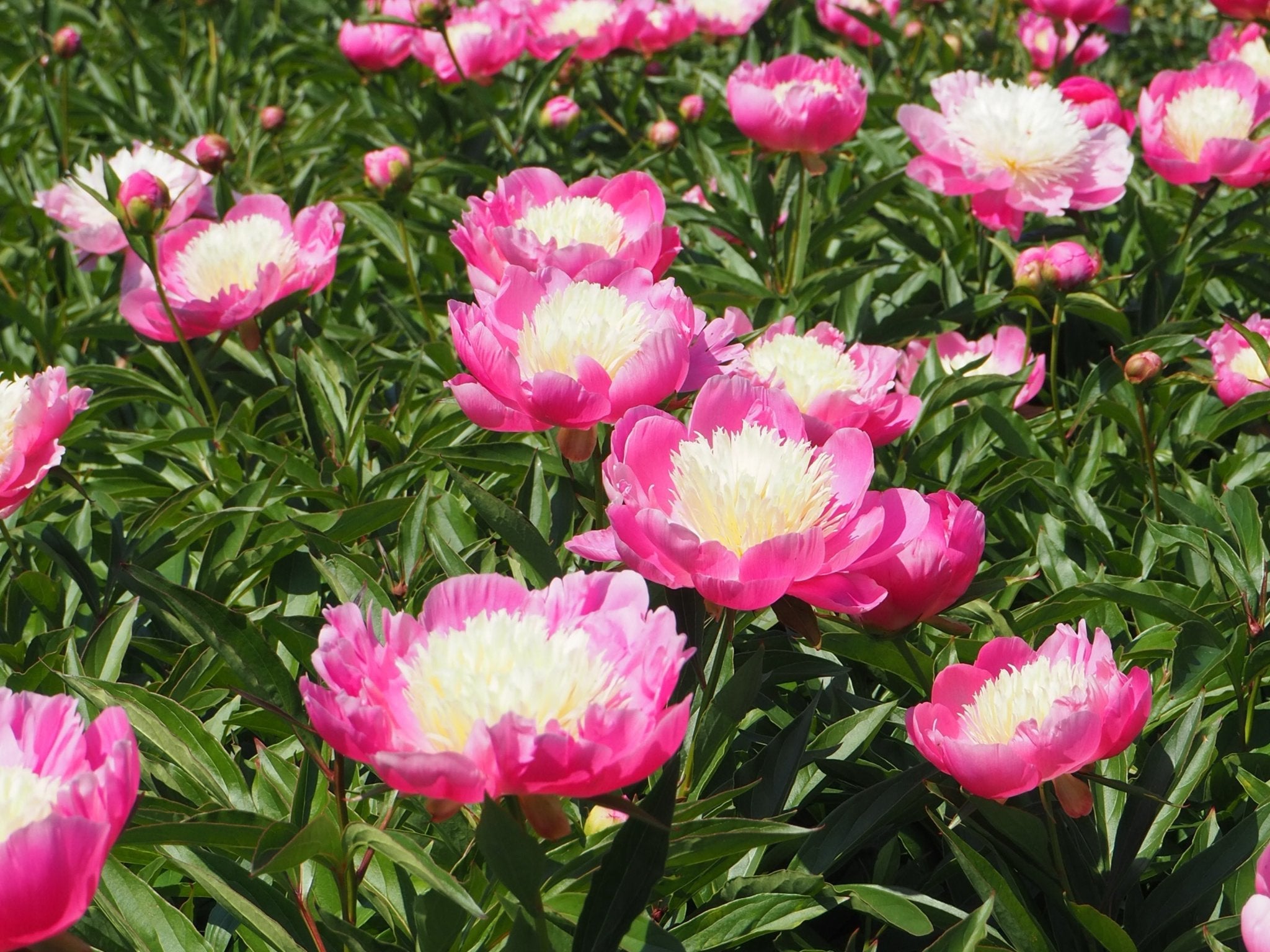 Pioenroos Bowl of Beauty - XL wortelknol - Clay & Roots - van de kwekerij