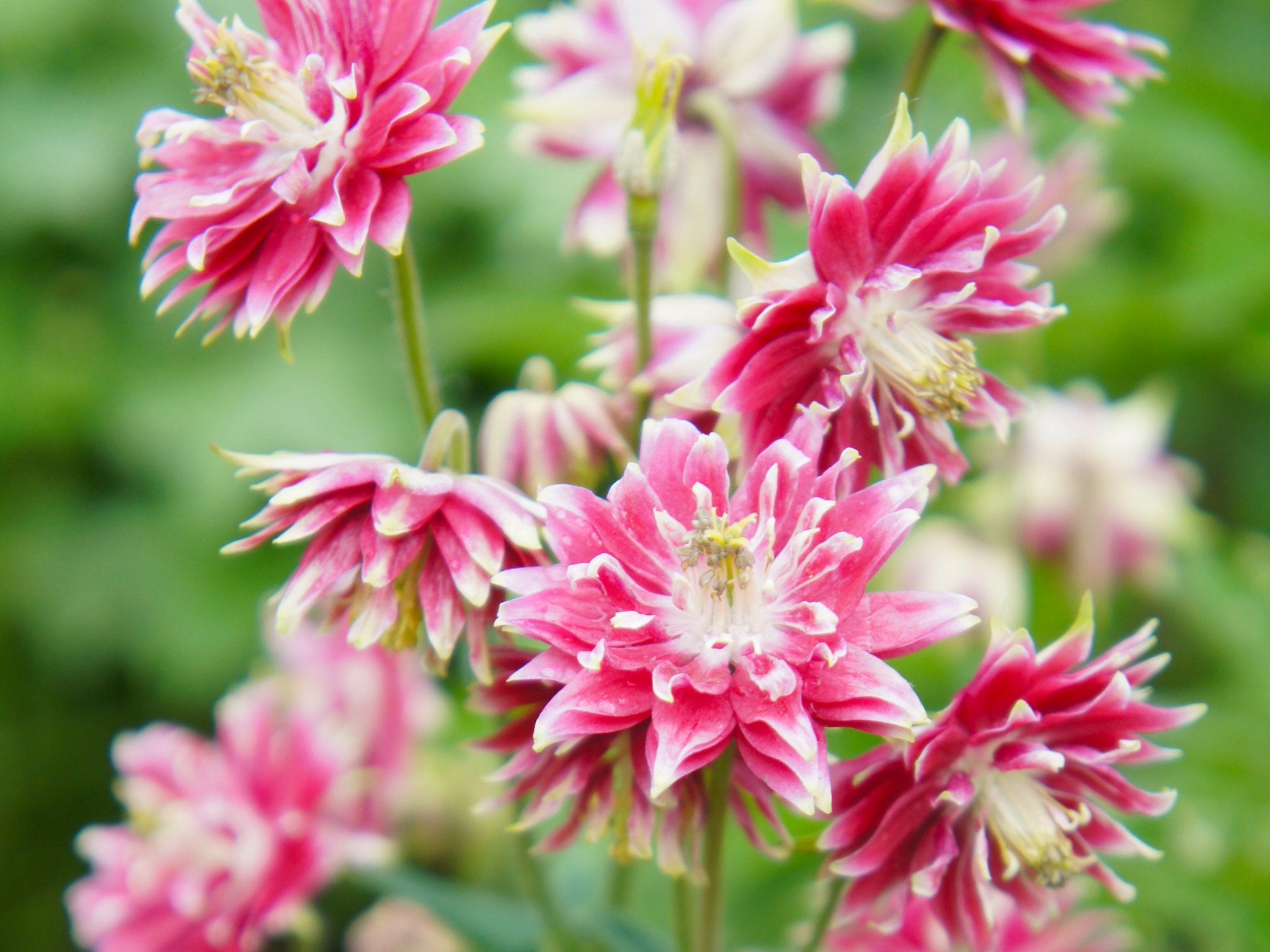 Akelei Nora Barlow - Clay & Roots - van de kwekerij