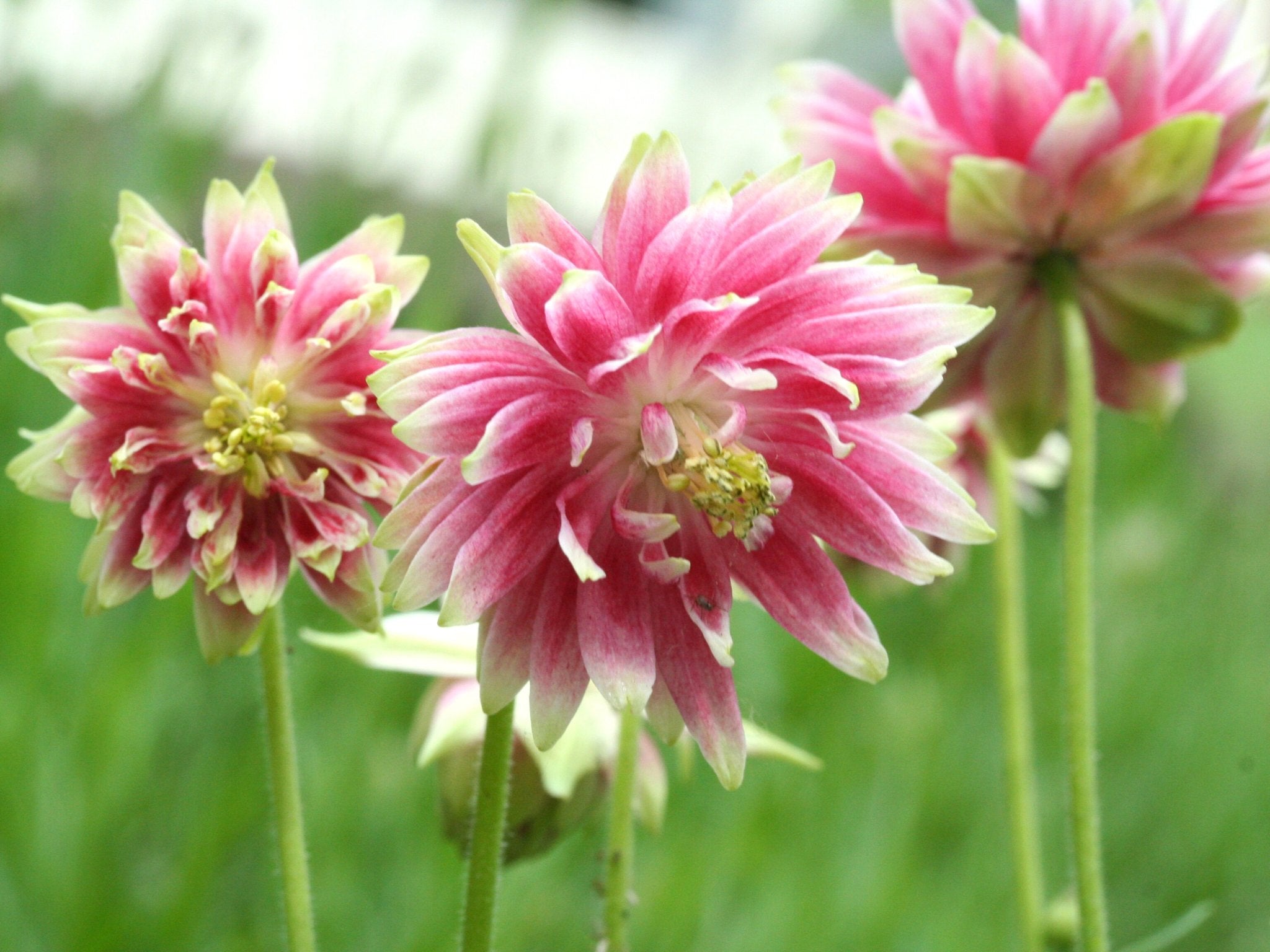 Akelei Nora Barlow - Clay & Roots - van de kwekerij