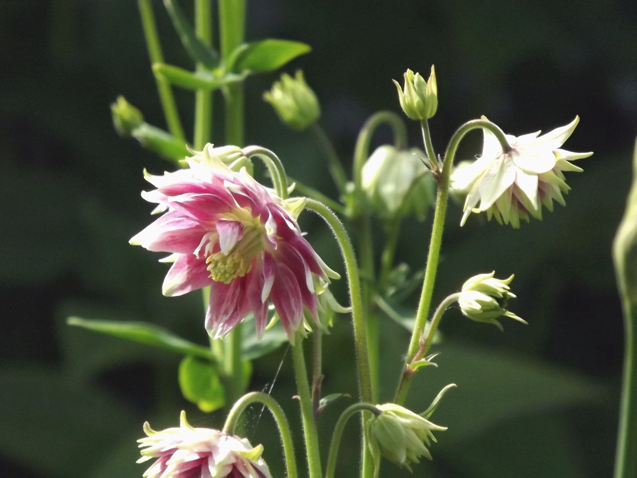 Akelei Nora Barlow - Clay & Roots - van de kwekerij