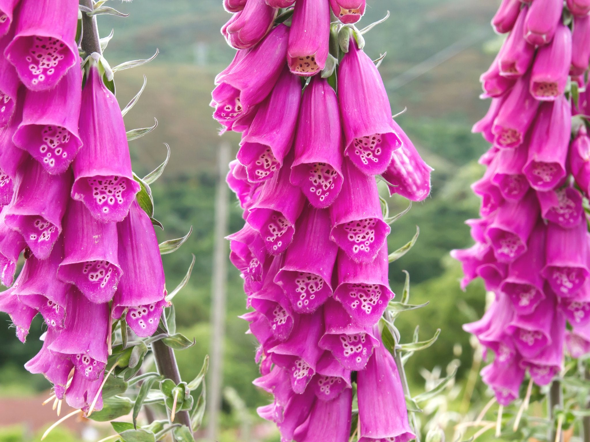 Digitalis Purpurea (Vingerhoedskruid) - Clay & Roots - van de kwekerij