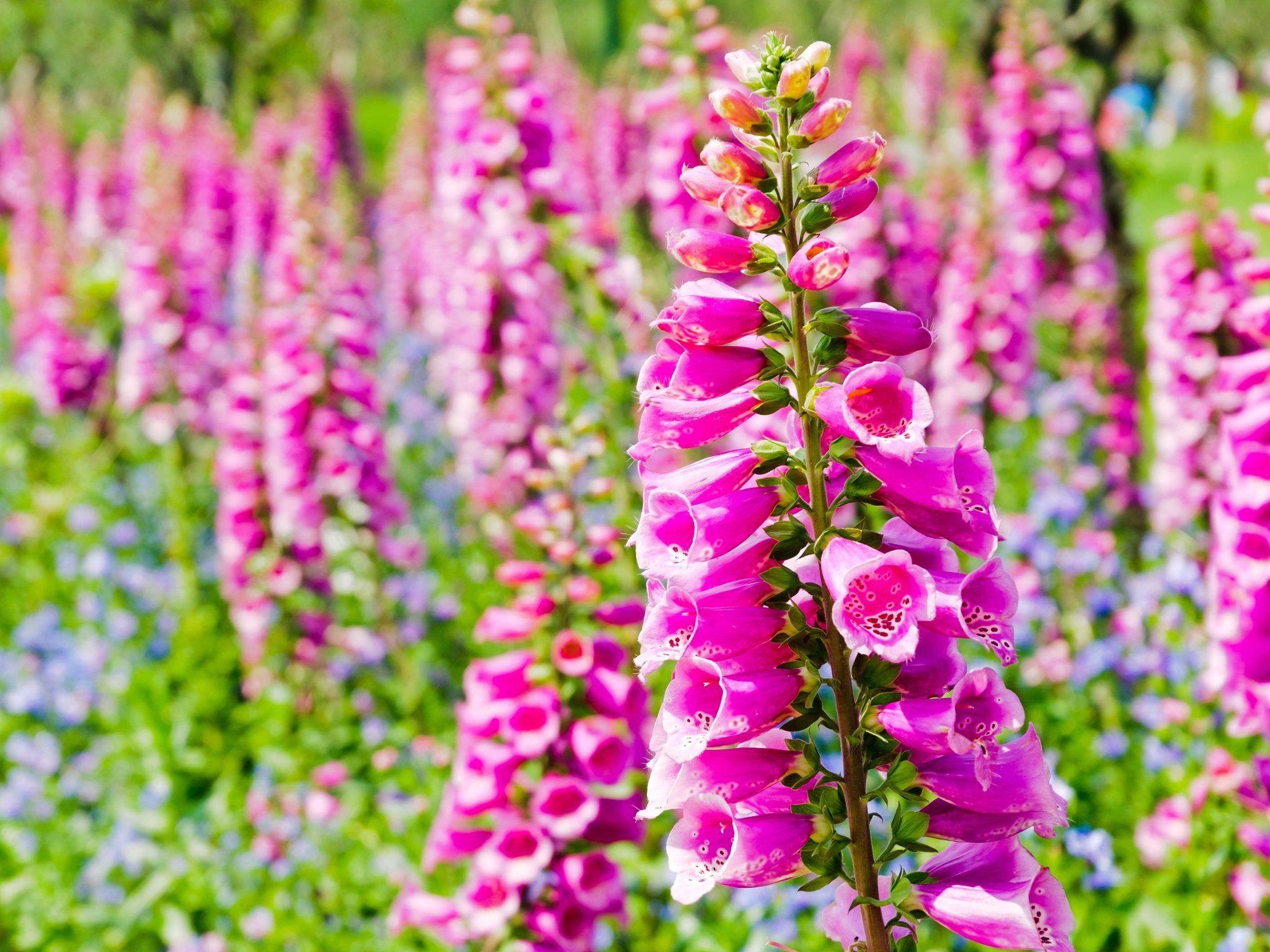 Digitalis Purpurea (Vingerhoedskruid) - Clay & Roots - van de kwekerij