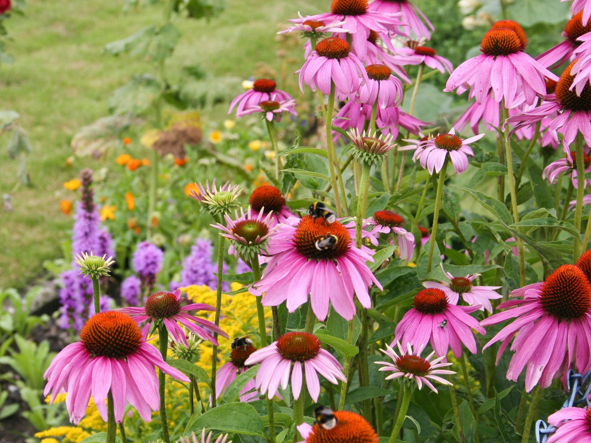 Echinacea Rubinstern - Clay & Roots - van de kwekerij