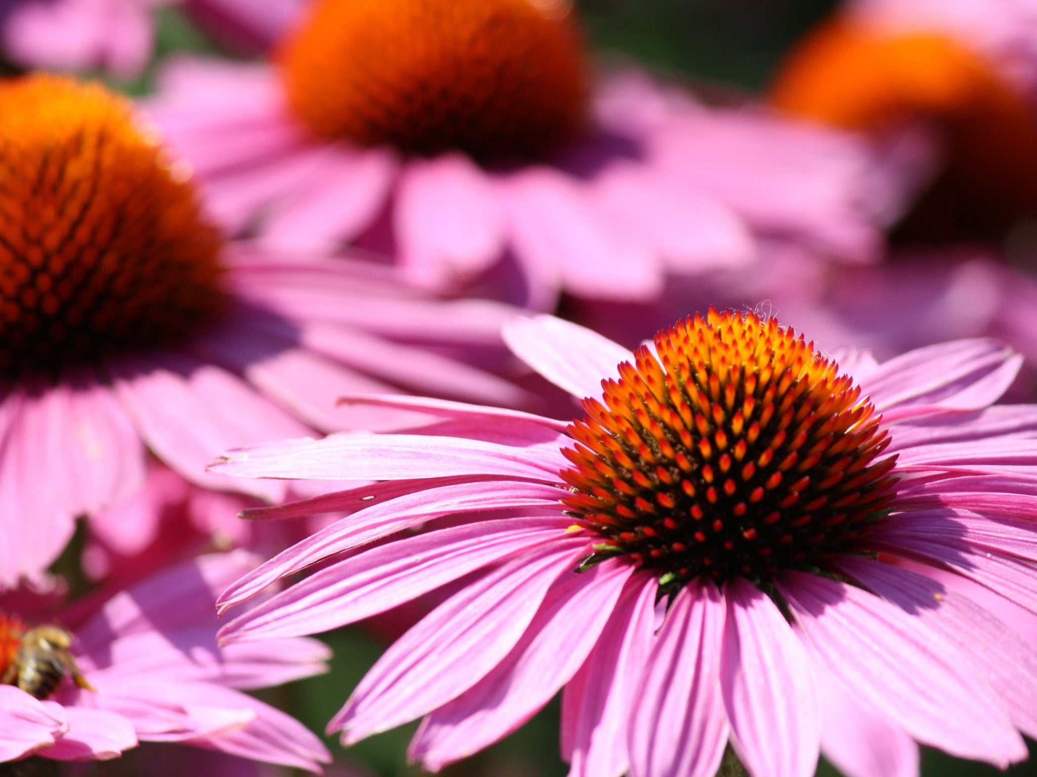 Echinacea Rubinstern - Clay & Roots - van de kwekerij